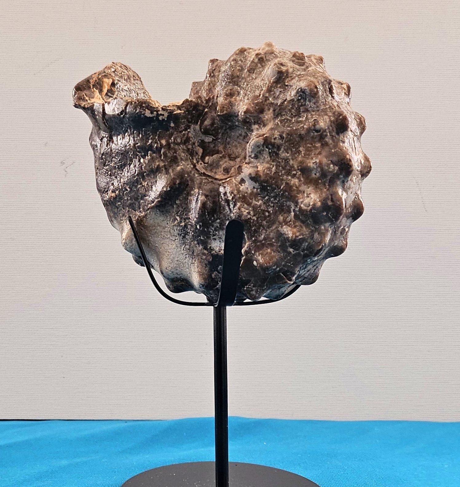 A Stunning Knobby Ammonite Fossil Specimen, About 93 Million Years Old In Good Condition For Sale In Warrenton, OR