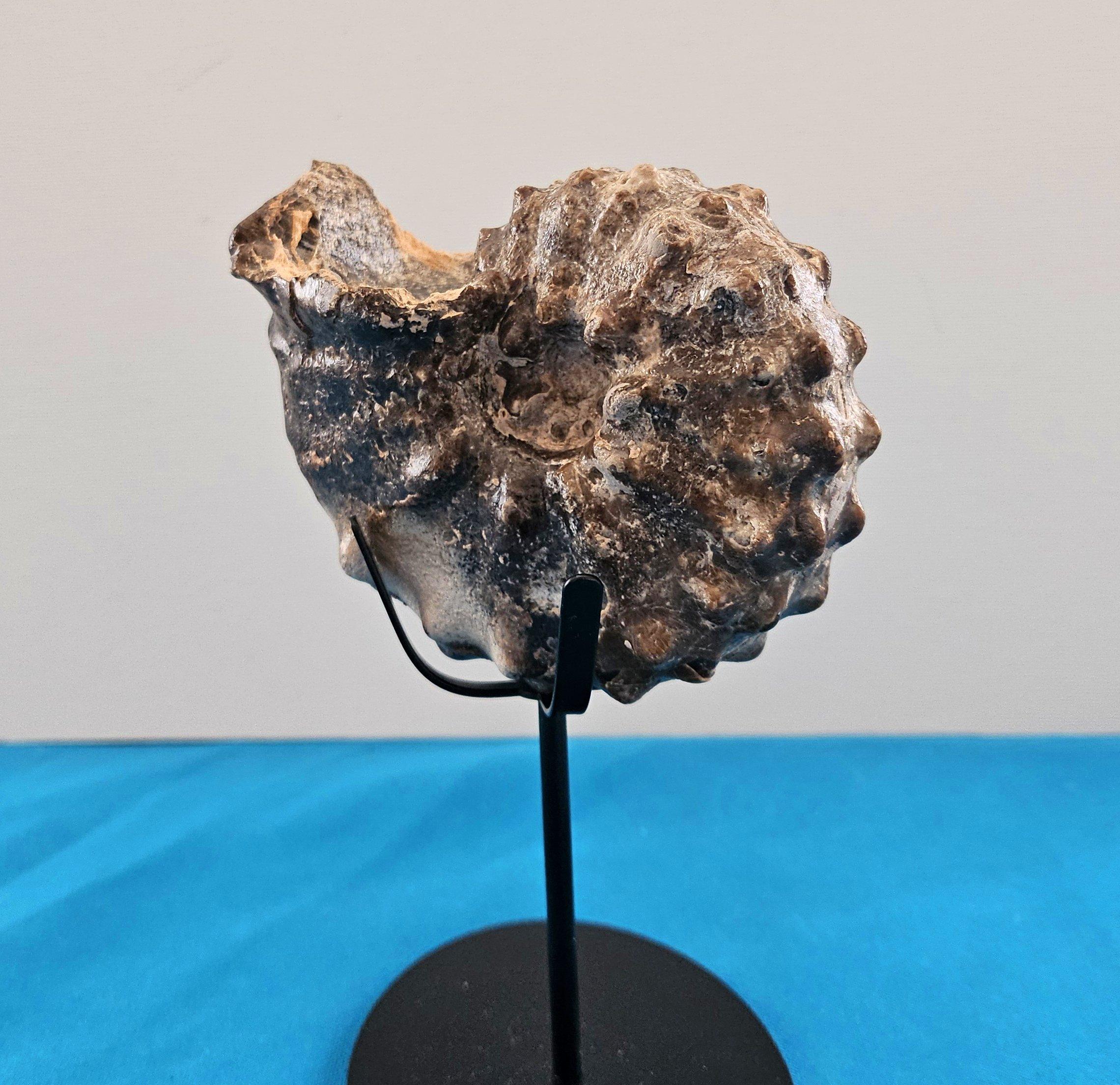 18th Century and Earlier A Stunning Knobby Ammonite Fossil Specimen, About 93 Million Years Old For Sale