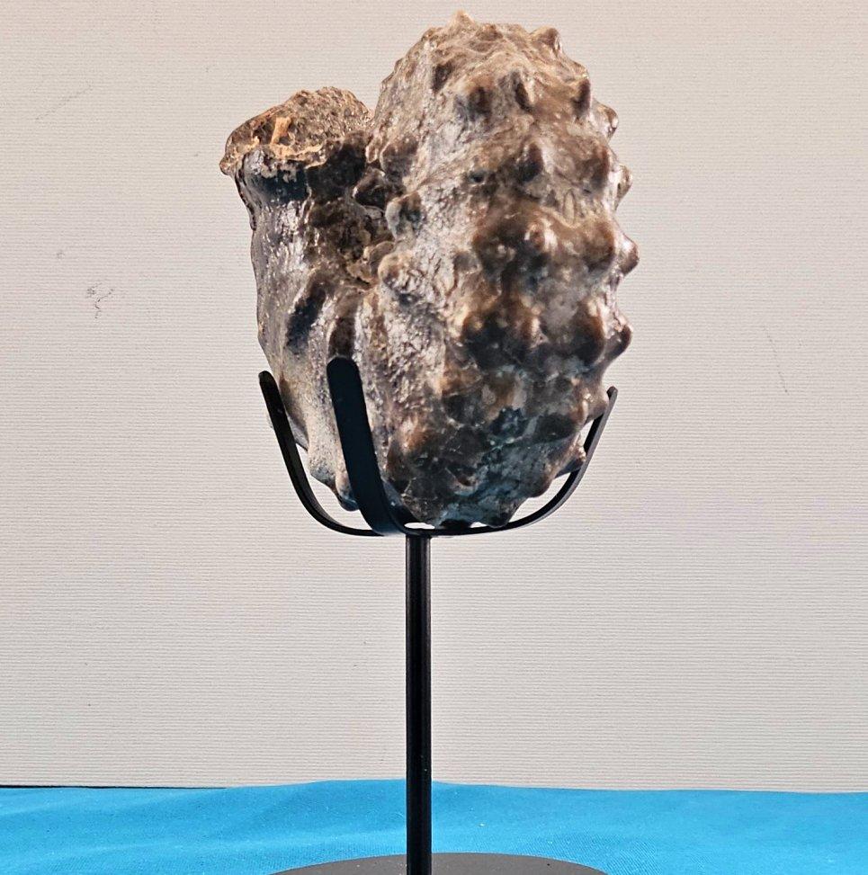 Shell A Stunning Knobby Ammonite Fossil Specimen, About 93 Million Years Old For Sale