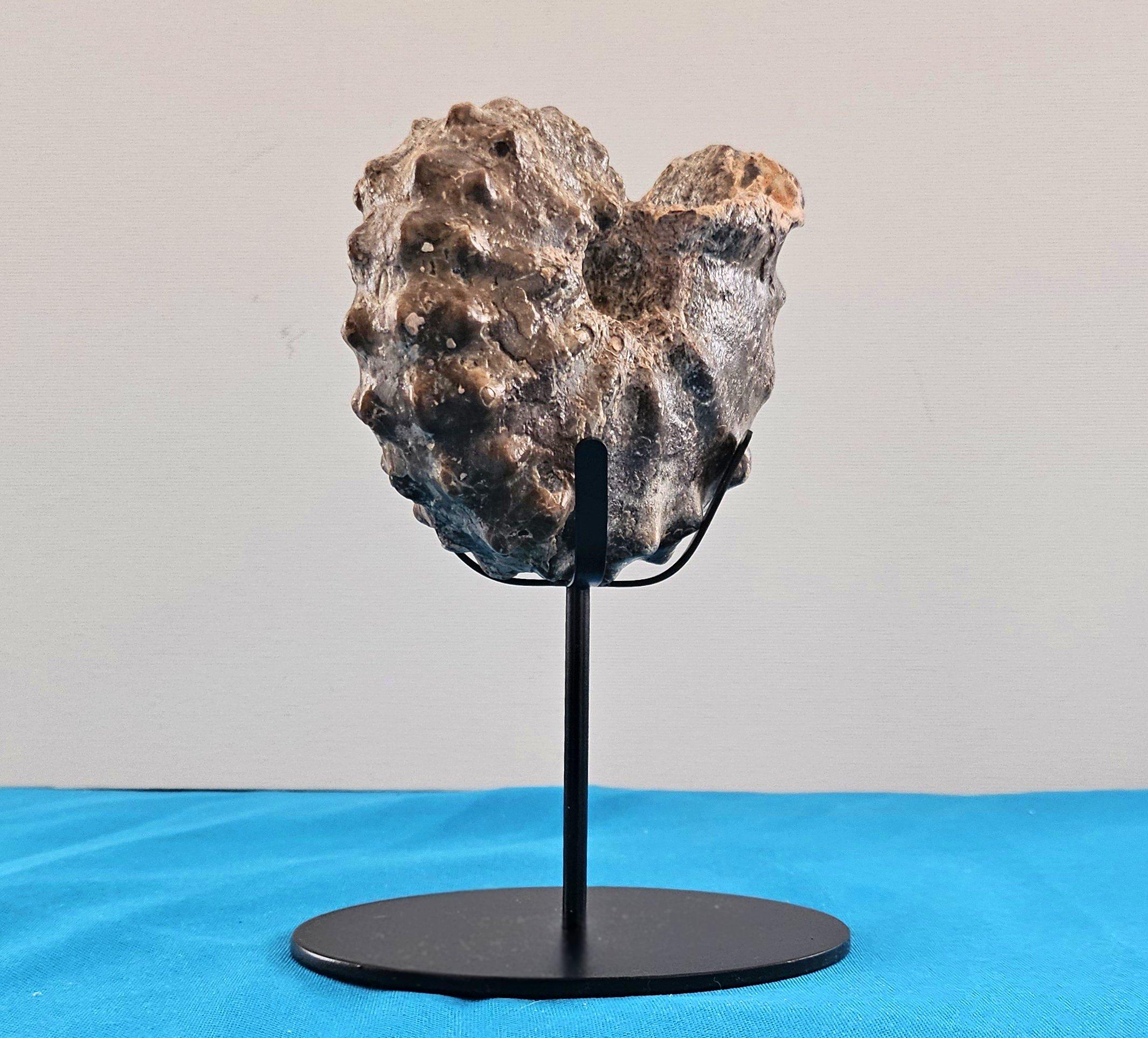 A Stunning Knobby Ammonite Fossil Specimen, About 93 Million Years Old For Sale 1