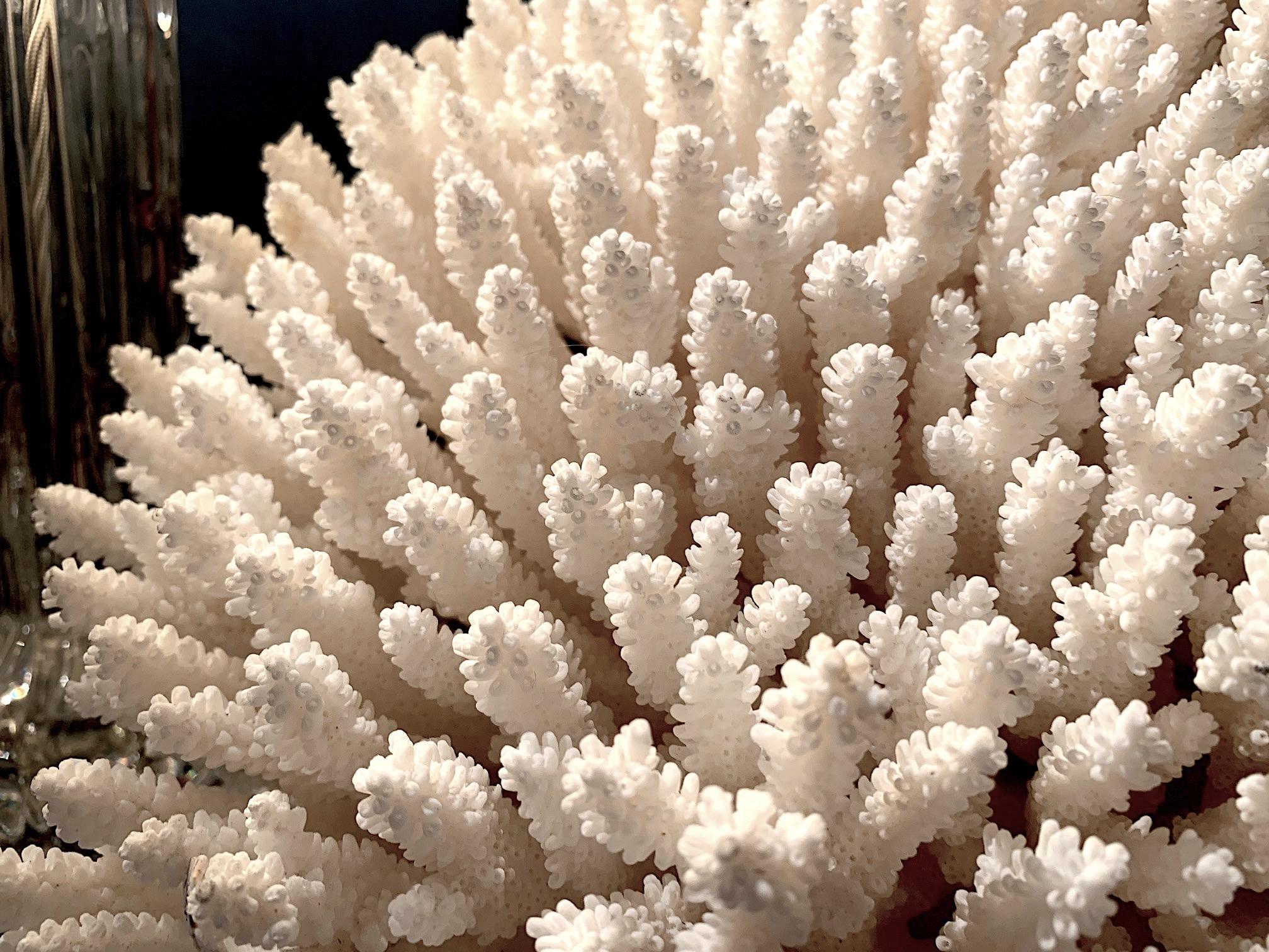 Stunning Large Antique Brush Coral Specimen Mounted on a Black Museum Stand 4
