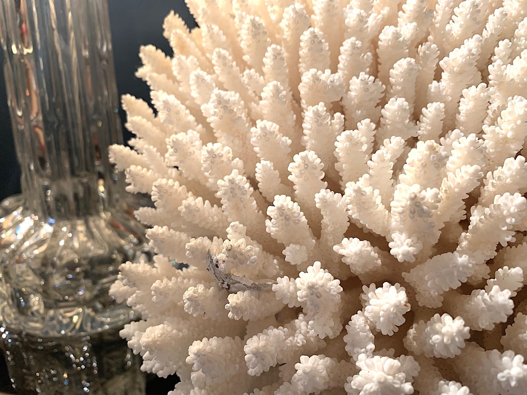 Stunning Large Antique Brush Coral Specimen Mounted on a Black Museum Stand 5