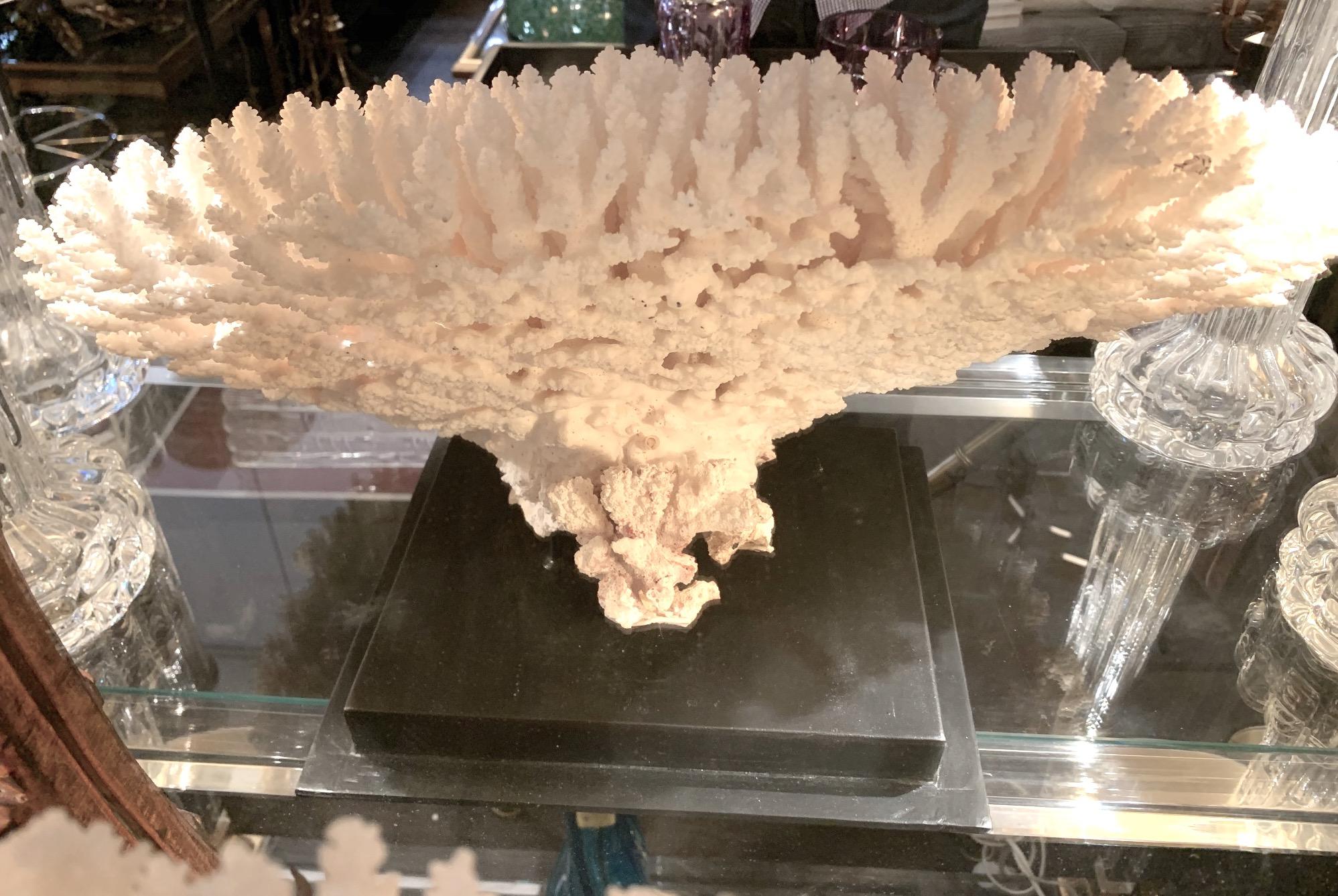 Stunning Large Antique Brush Coral Specimen Mounted on a Black Museum Stand 6