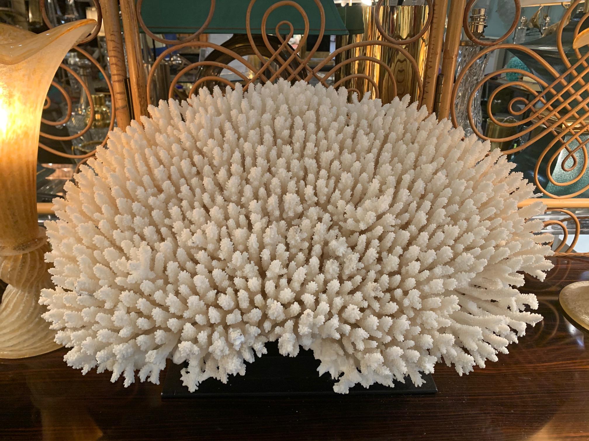 Stunning Large Antique Brush Coral Specimen Mounted on a Black Museum Stand 8