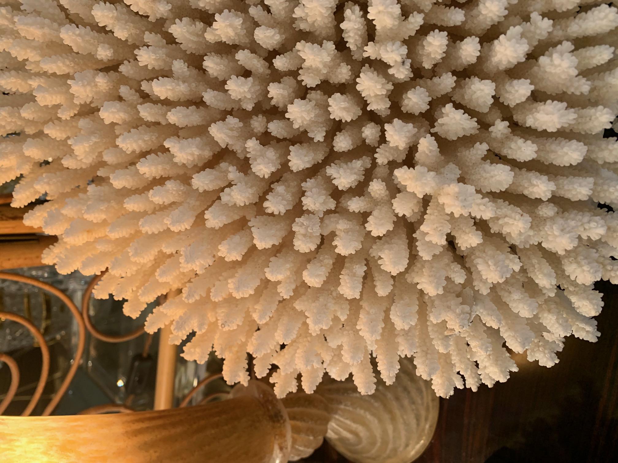 Stunning Large Antique Brush Coral Specimen Mounted on a Black Museum Stand 11