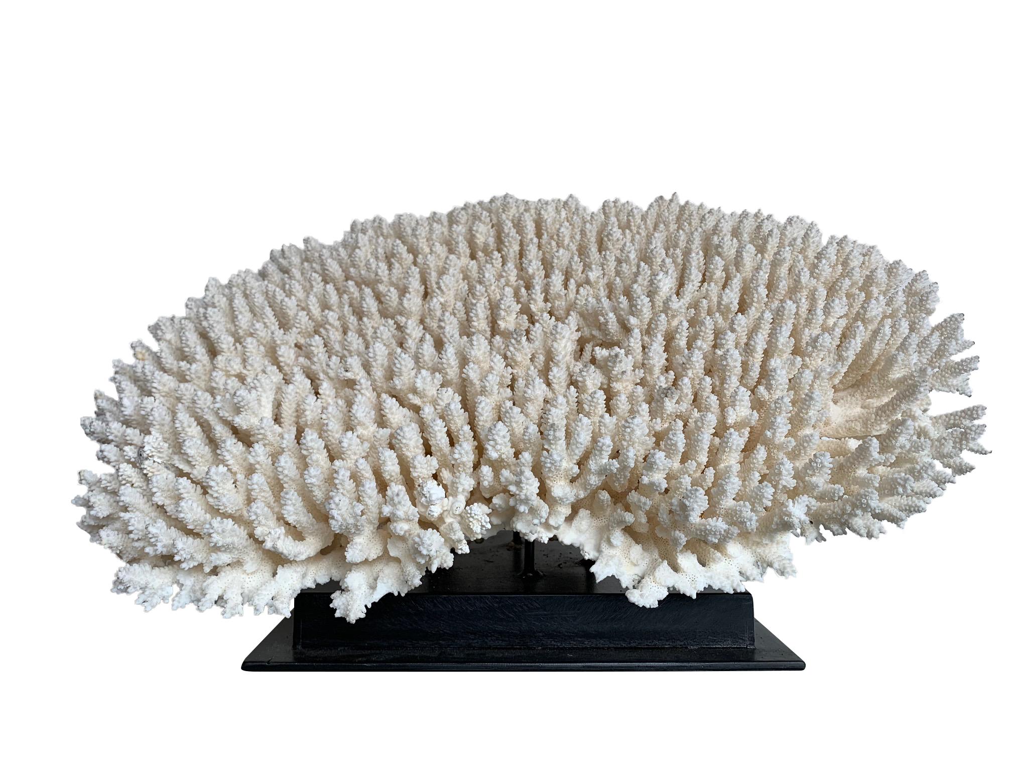 A stunning large antique brush coral specimen mounted on a black metal museum stand. This is a fantastic antique specimen that came from a Belgian collection and is a magnificent size in great condition.

Latin Name: for Brush Coral is Acropora