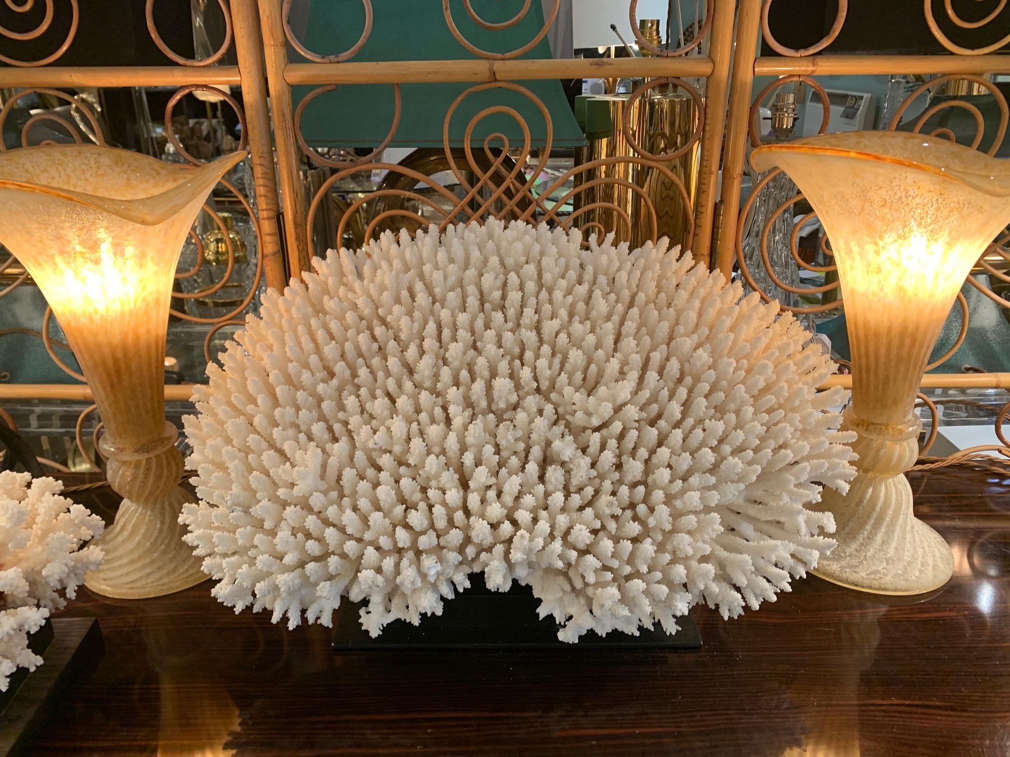Oceanic Stunning Large Antique Brush Coral Specimen Mounted on a Black Museum Stand