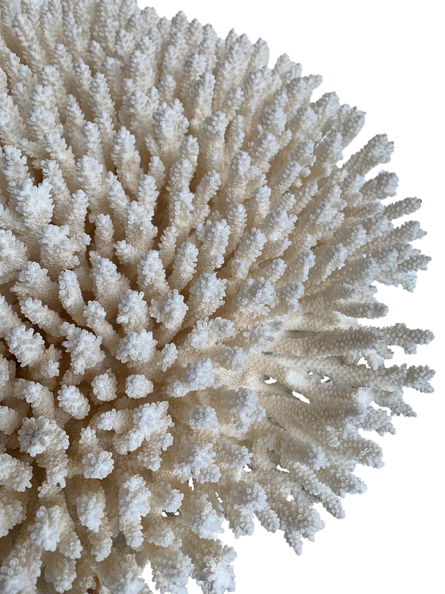 Stunning Large Antique Brush Coral Specimen Mounted on a Black Museum Stand In Good Condition In London, GB