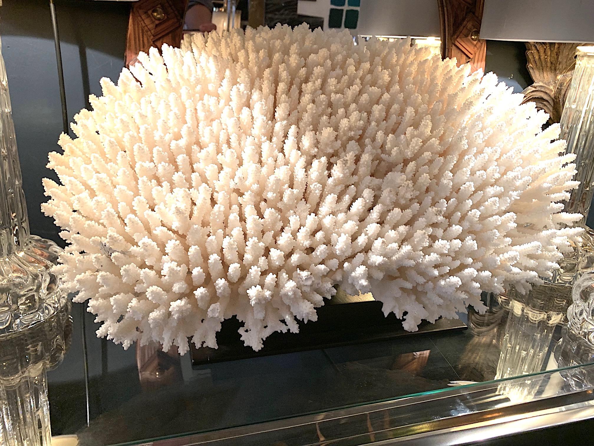 20th Century Stunning Large Antique Brush Coral Specimen Mounted on a Black Museum Stand