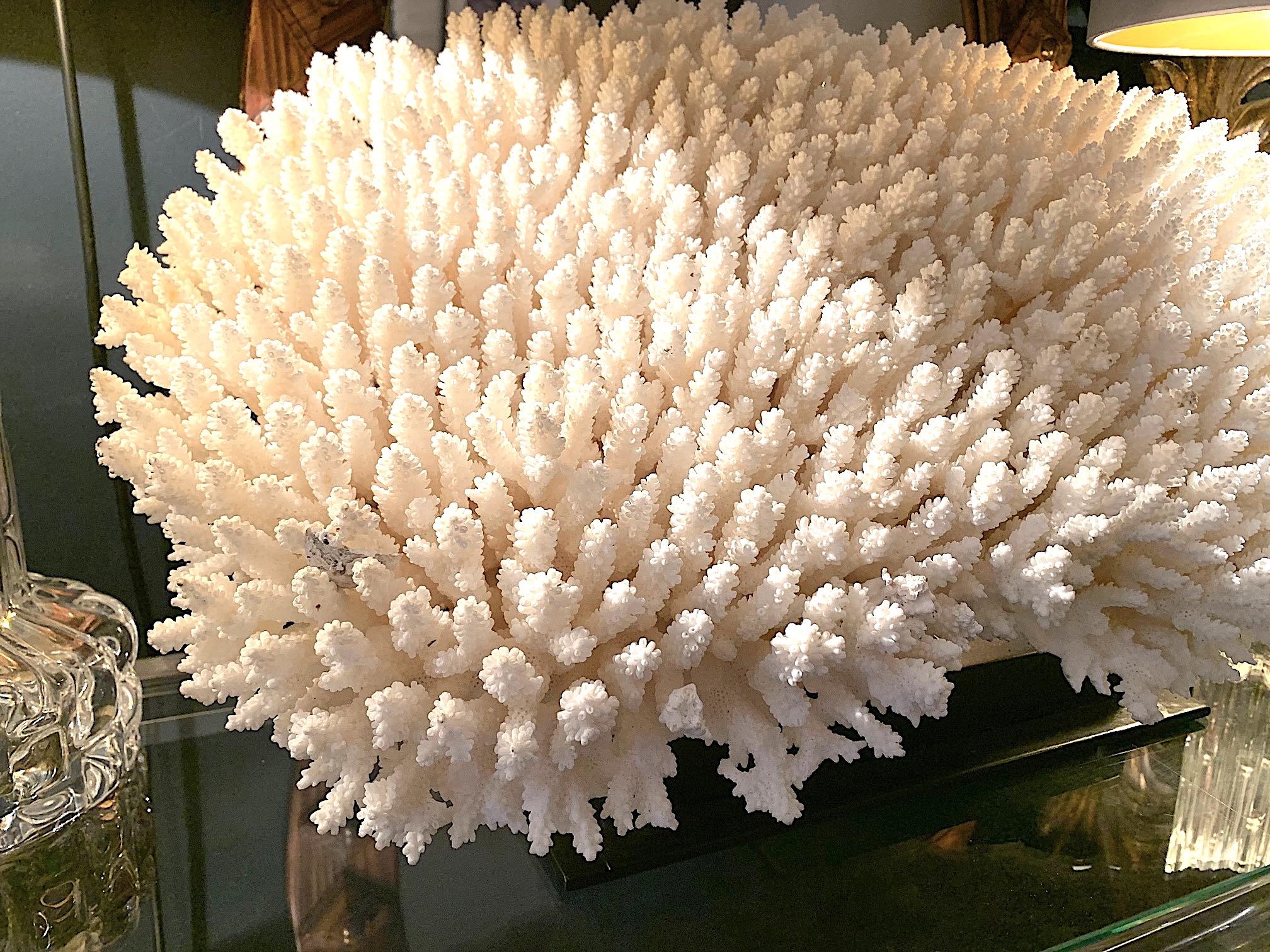 Stunning Large Antique Brush Coral Specimen Mounted on a Black Museum Stand 1