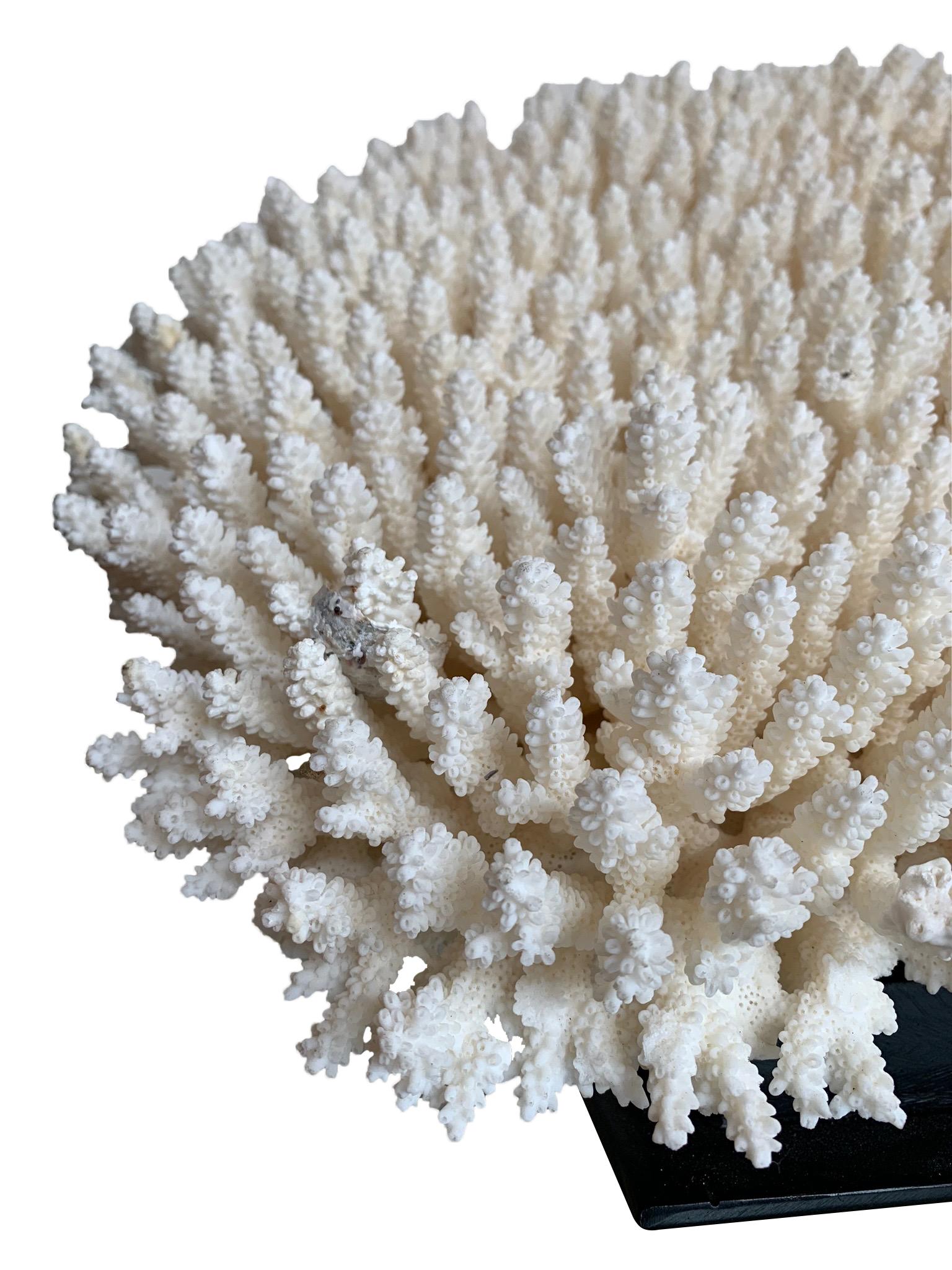 Stunning Large Antique Brush Coral Specimen Mounted on a Black Museum Stand 2