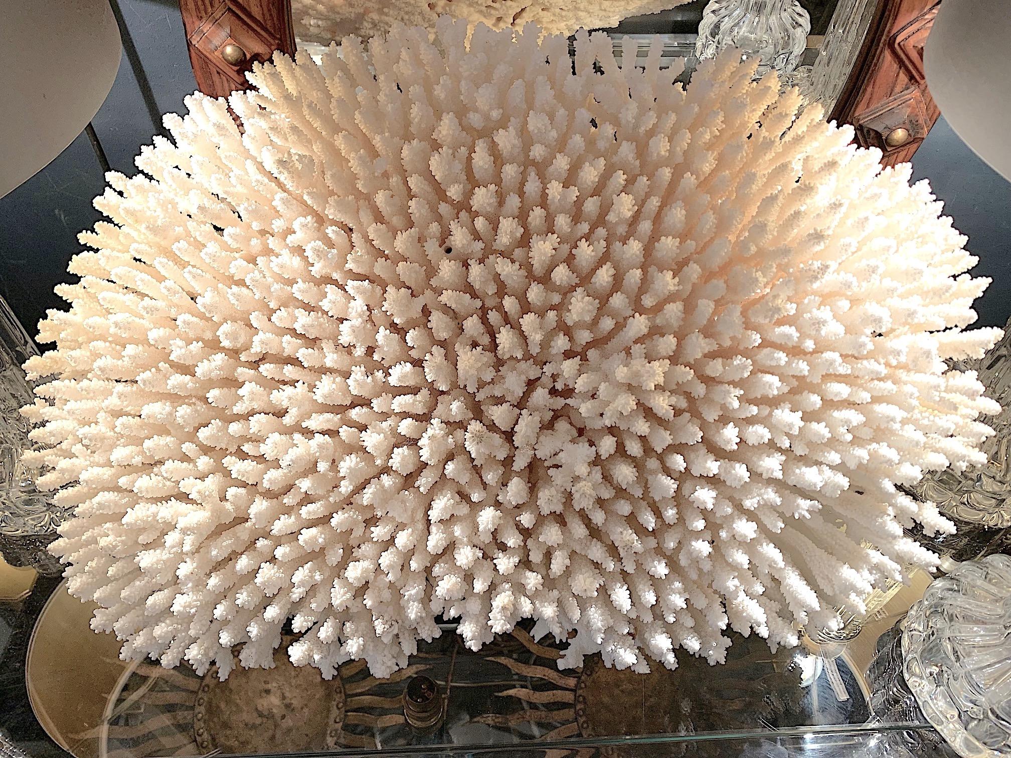 Stunning Large Antique Brush Coral Specimen Mounted on a Black Museum Stand 3