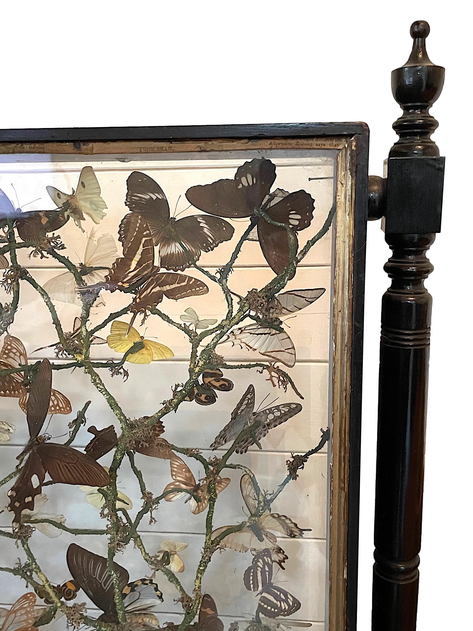 Stunning Victorian Oak Double Sided Floor Standing Butterfly Display Cabinet In Good Condition In London, GB