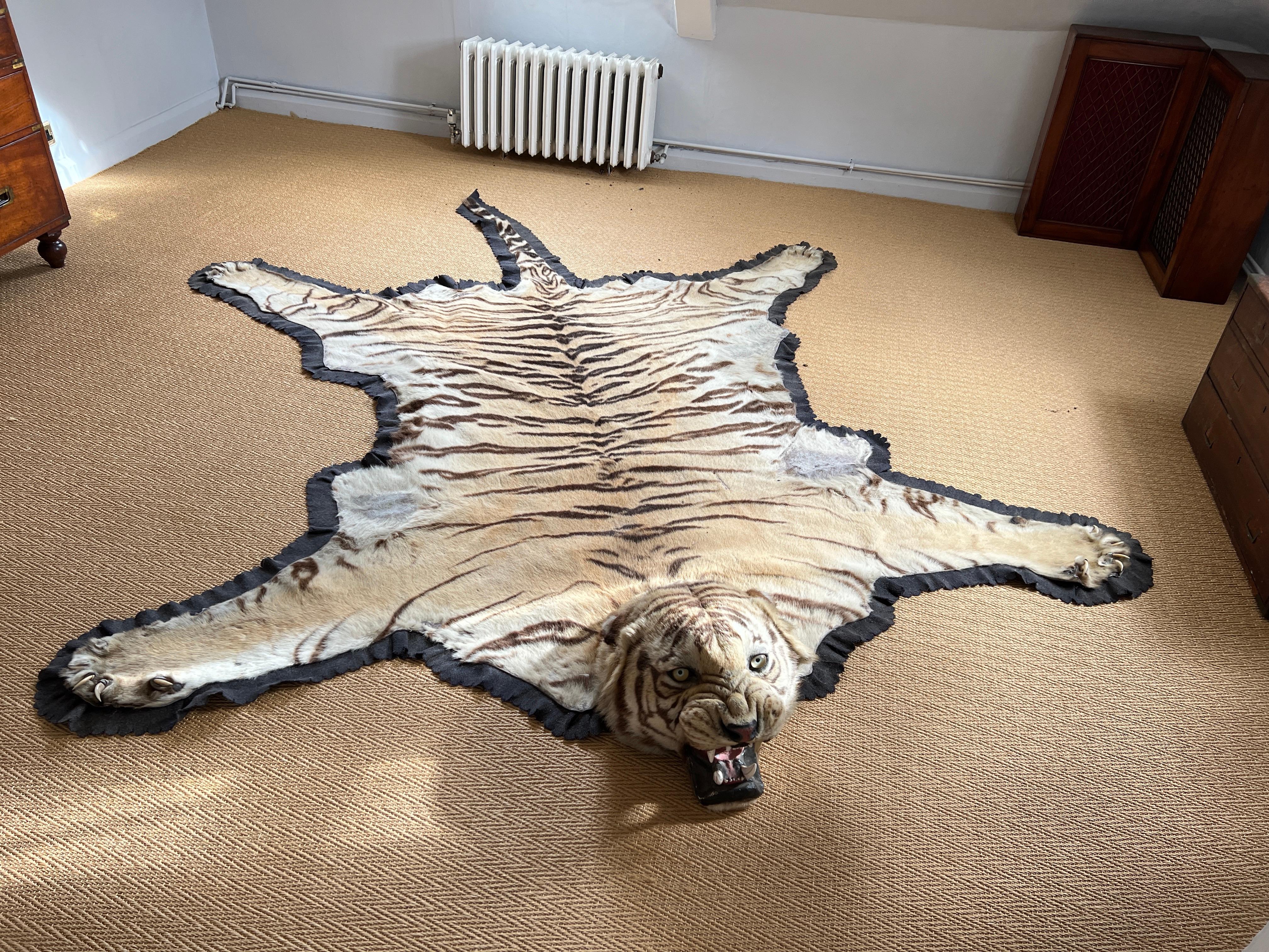 This tiger skin rug was mounted by Van Ingen & Van Ingen, a famous firm of taxidermists in Mysore, India. Measuring over 3 meters head to tail and across the forelimbs 220cm makes this specimen the largest we can find any record of. The condition is