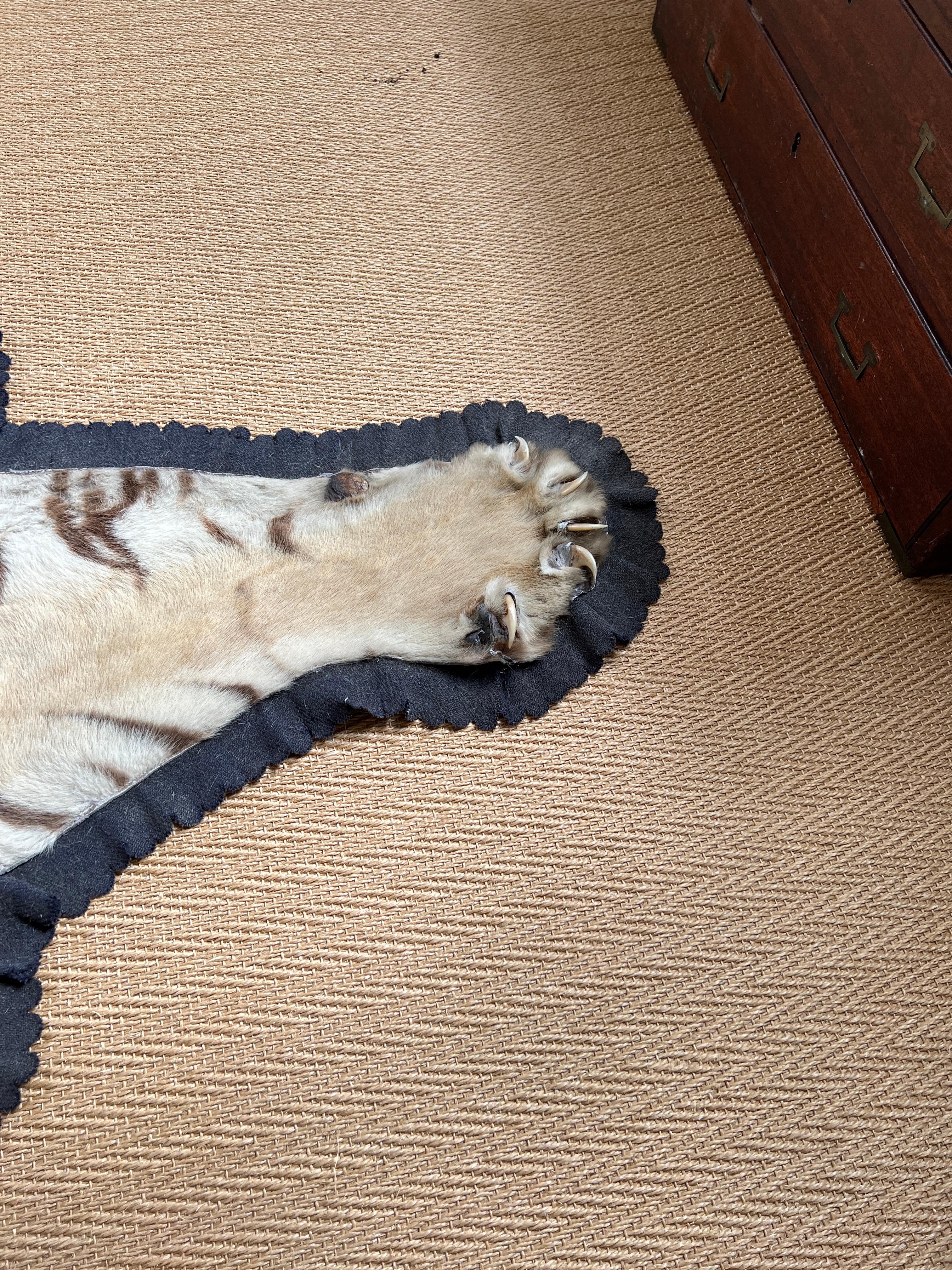 Late Victorian Superb Large Indian Tiger Skin by Van Ingen and Van Ingen circa 1900