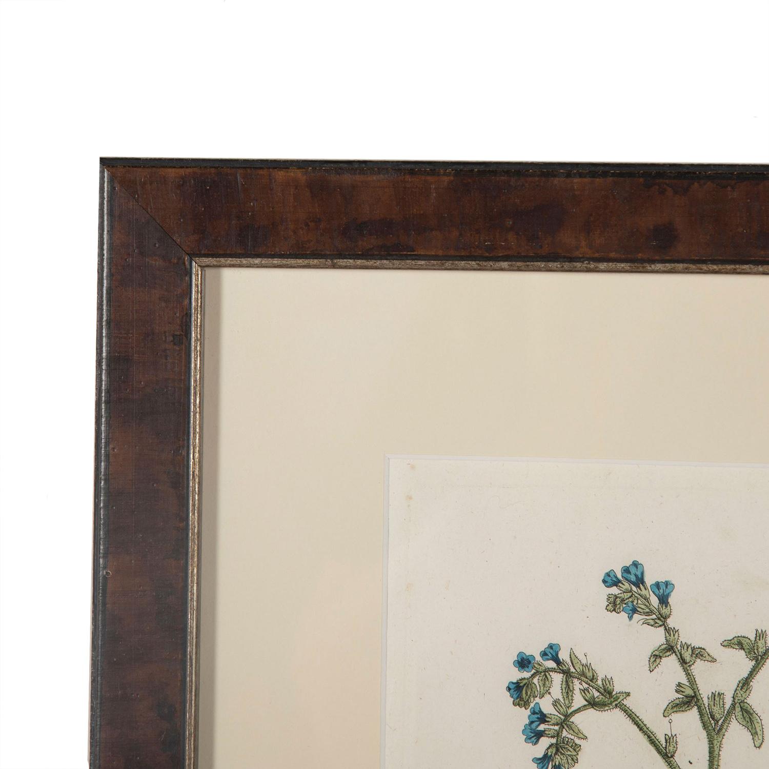 A set of 12 Botanical engravings by Elizabeth Blackwell from the “Herbarium Blackwellianum