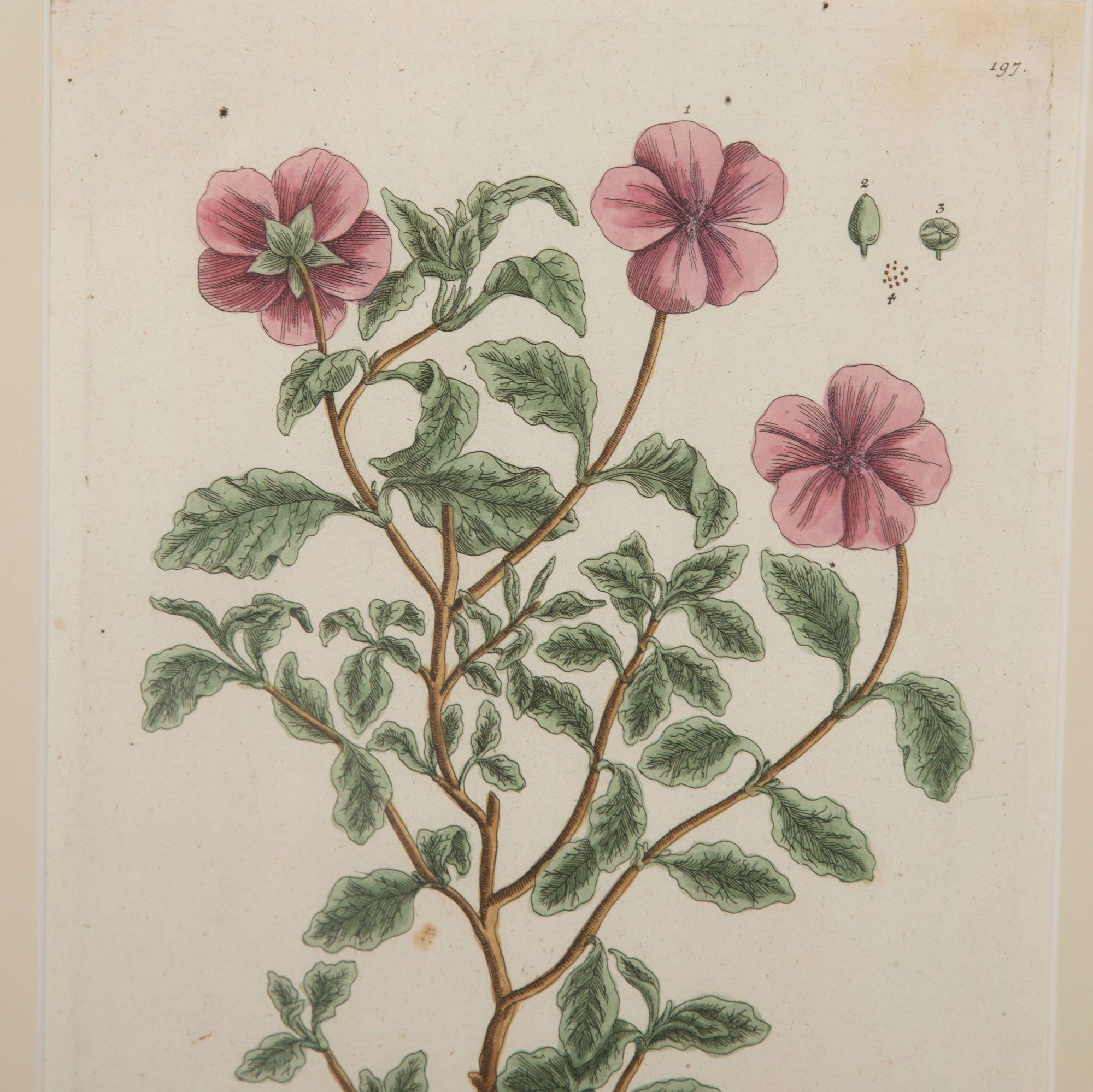 Superb Set of 12 Elizabeth Blackwell Botanical Engravings In Good Condition In Tetbury, Gloucestershire