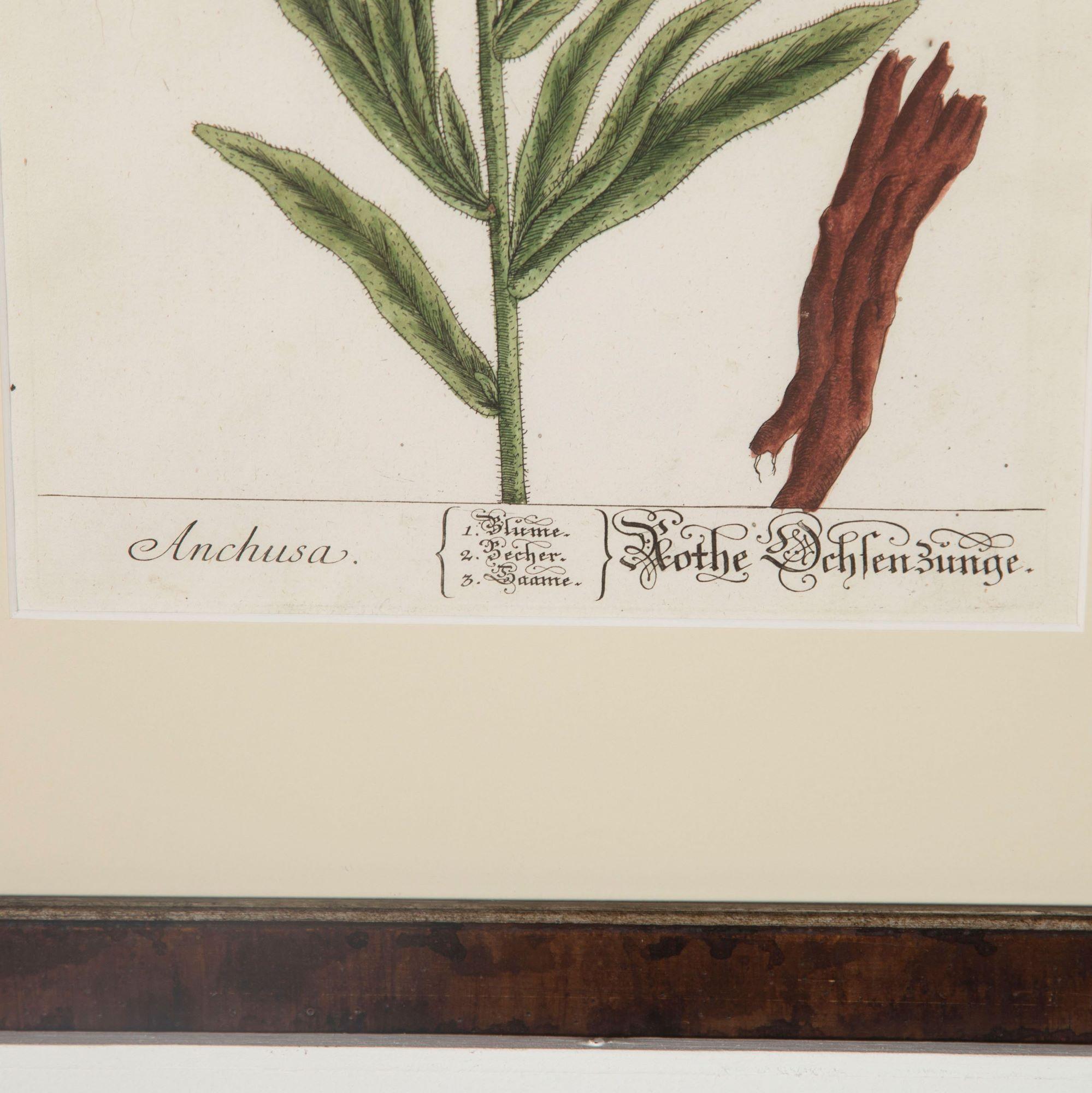18th Century and Earlier Superb Set of 12 Elizabeth Blackwell Botanical Engravings