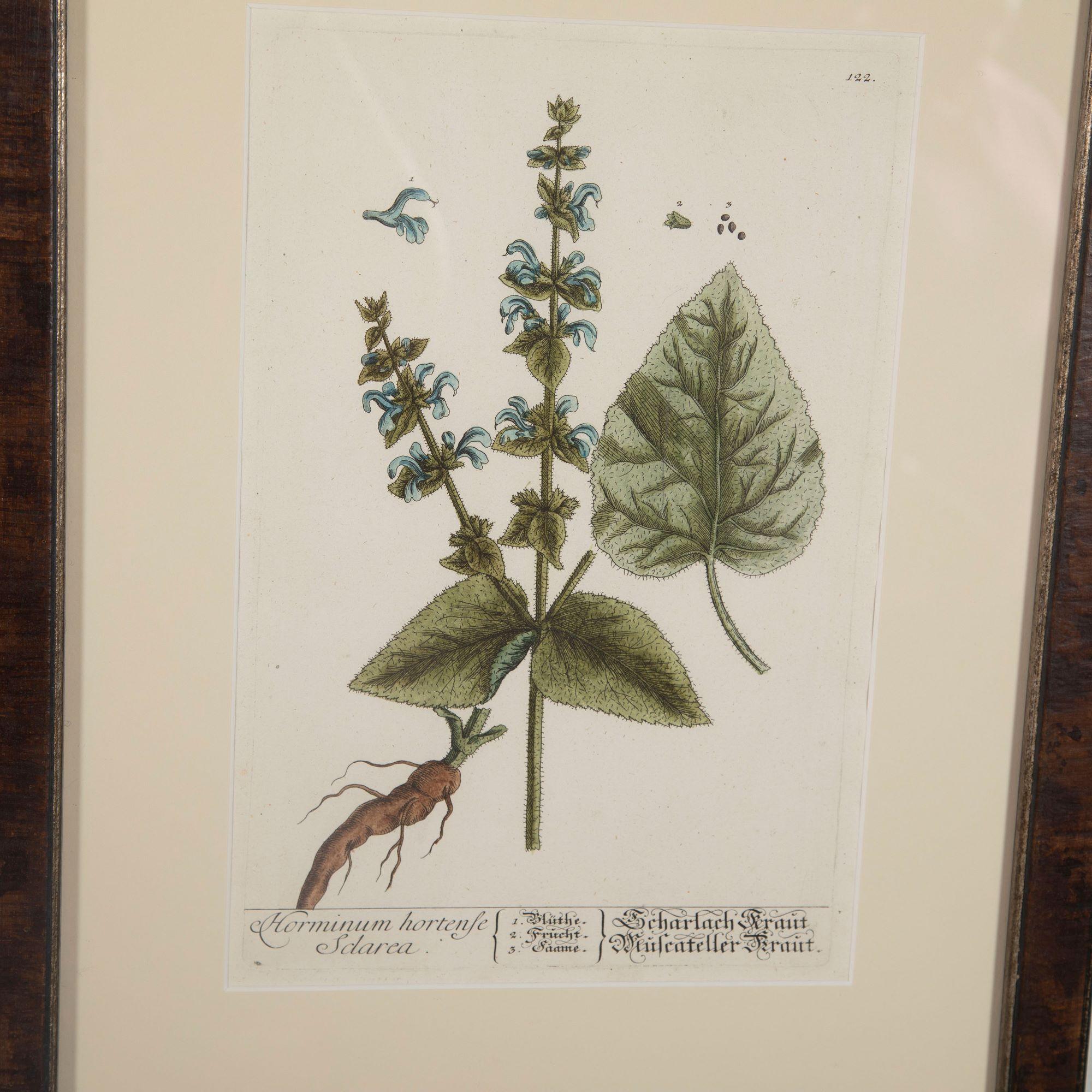 Paper Superb Set of 12 Elizabeth Blackwell Botanical Engravings