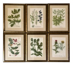 Superb Set of 12 Weinmann Botanical Engravings