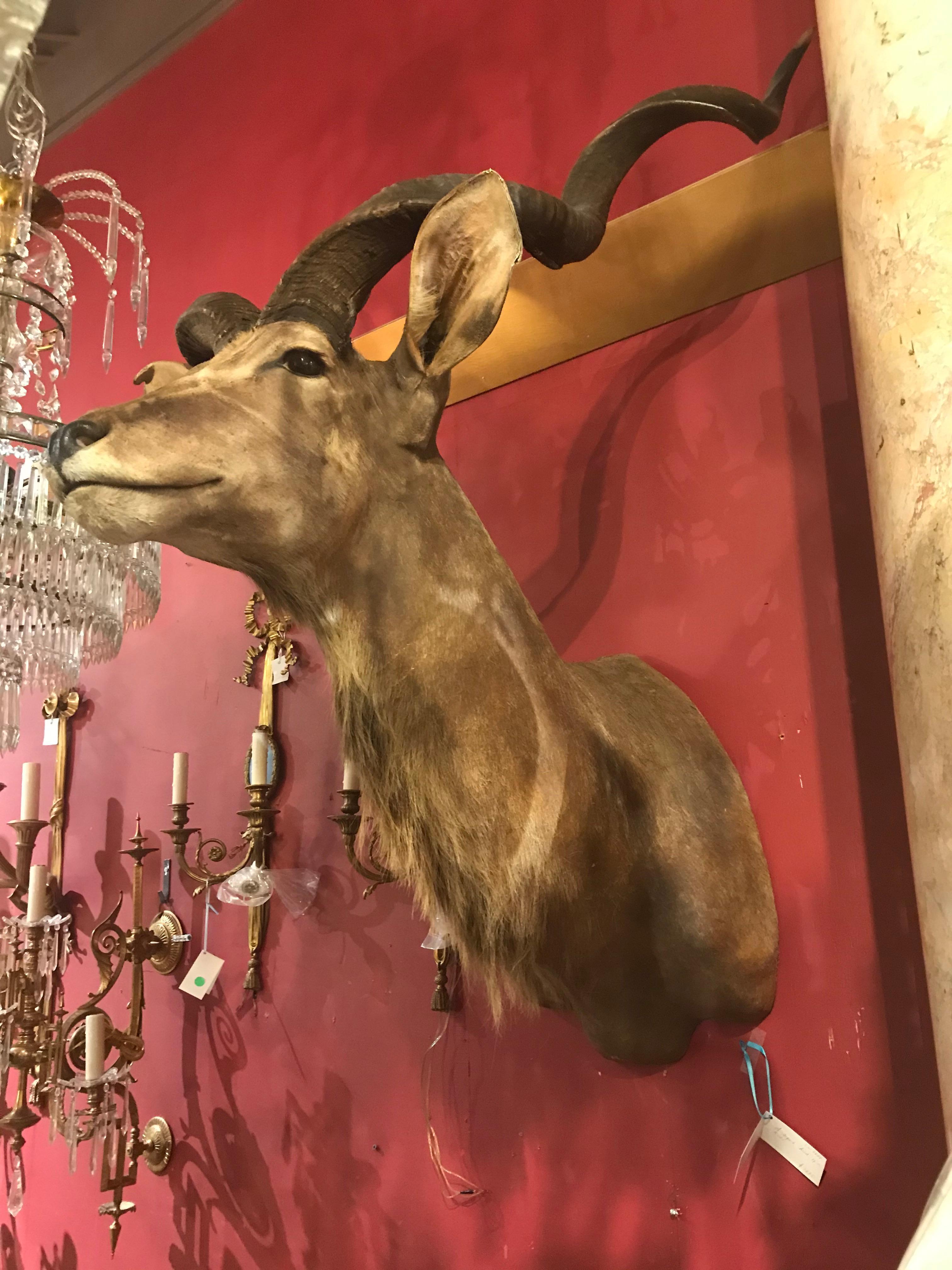 Hervorragende Taxidermie von Kopf und Brust eines großen Kudu
Abmessungen: Höhe 58