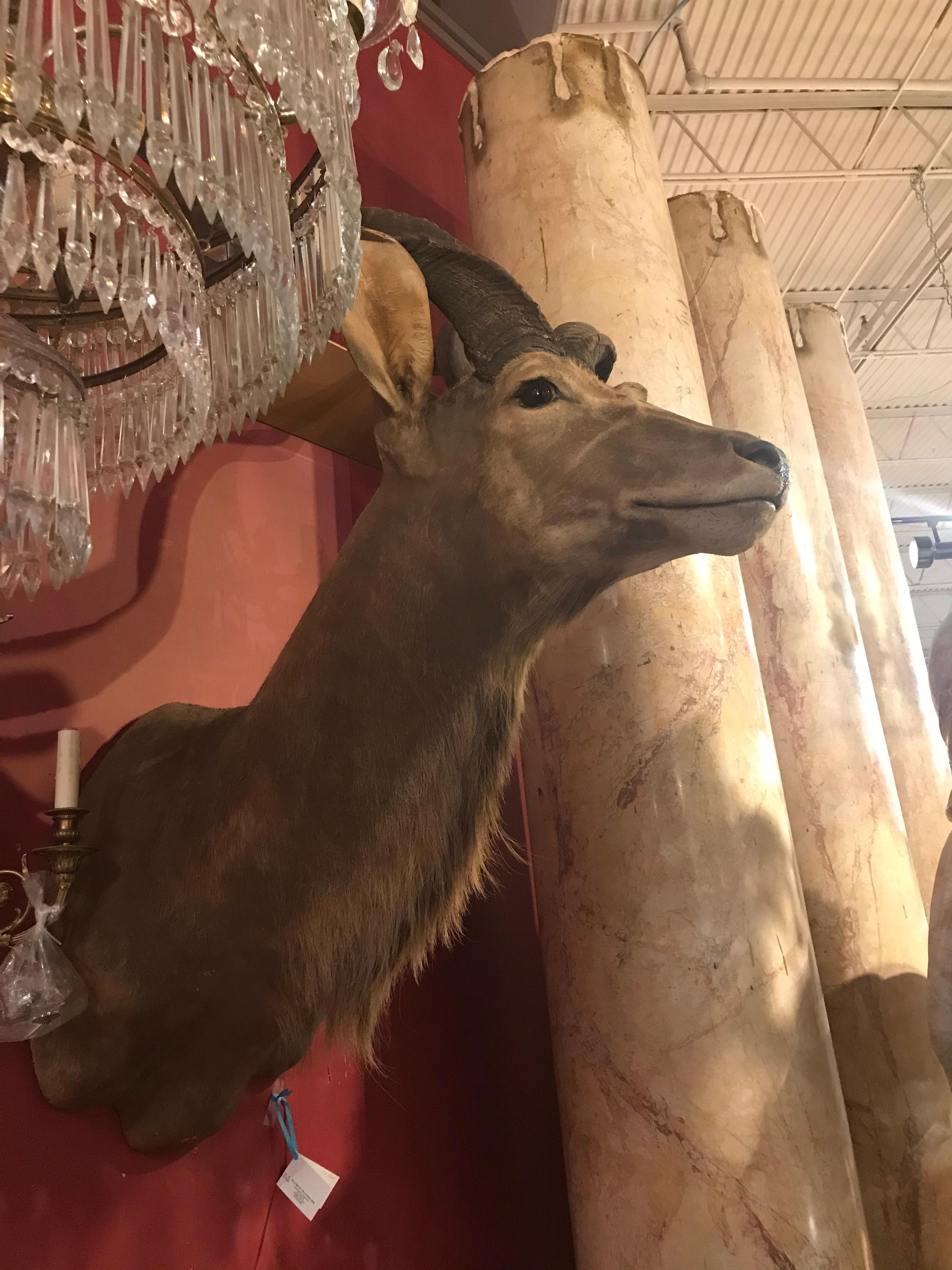 Hervorragender Taxidermy-Kopf und Truhe eines größeren Kudu (Afrikanisch) im Angebot