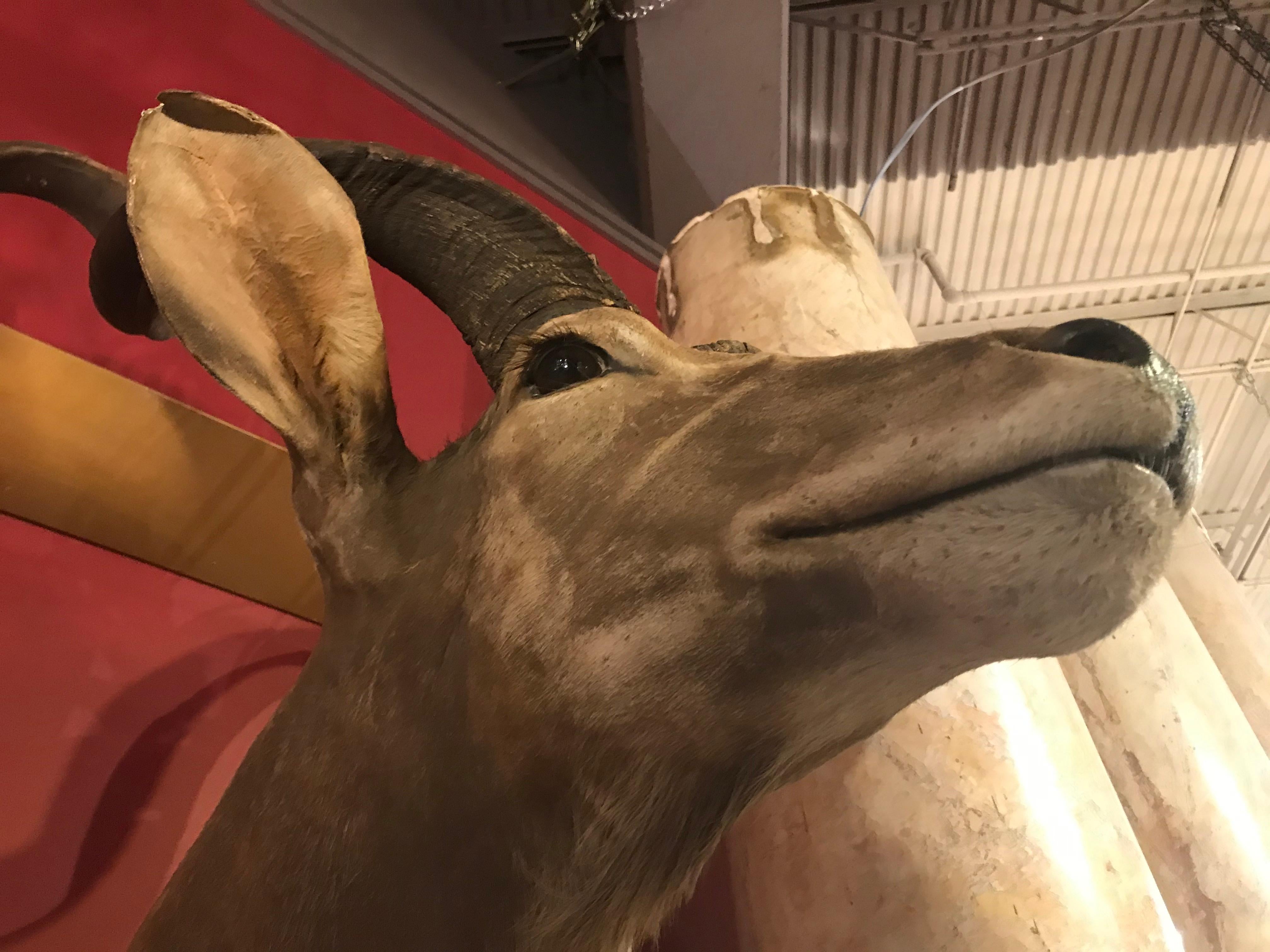 Hervorragender Taxidermy-Kopf und Truhe eines größeren Kudu im Zustand „Gut“ im Angebot in Atlanta, GA