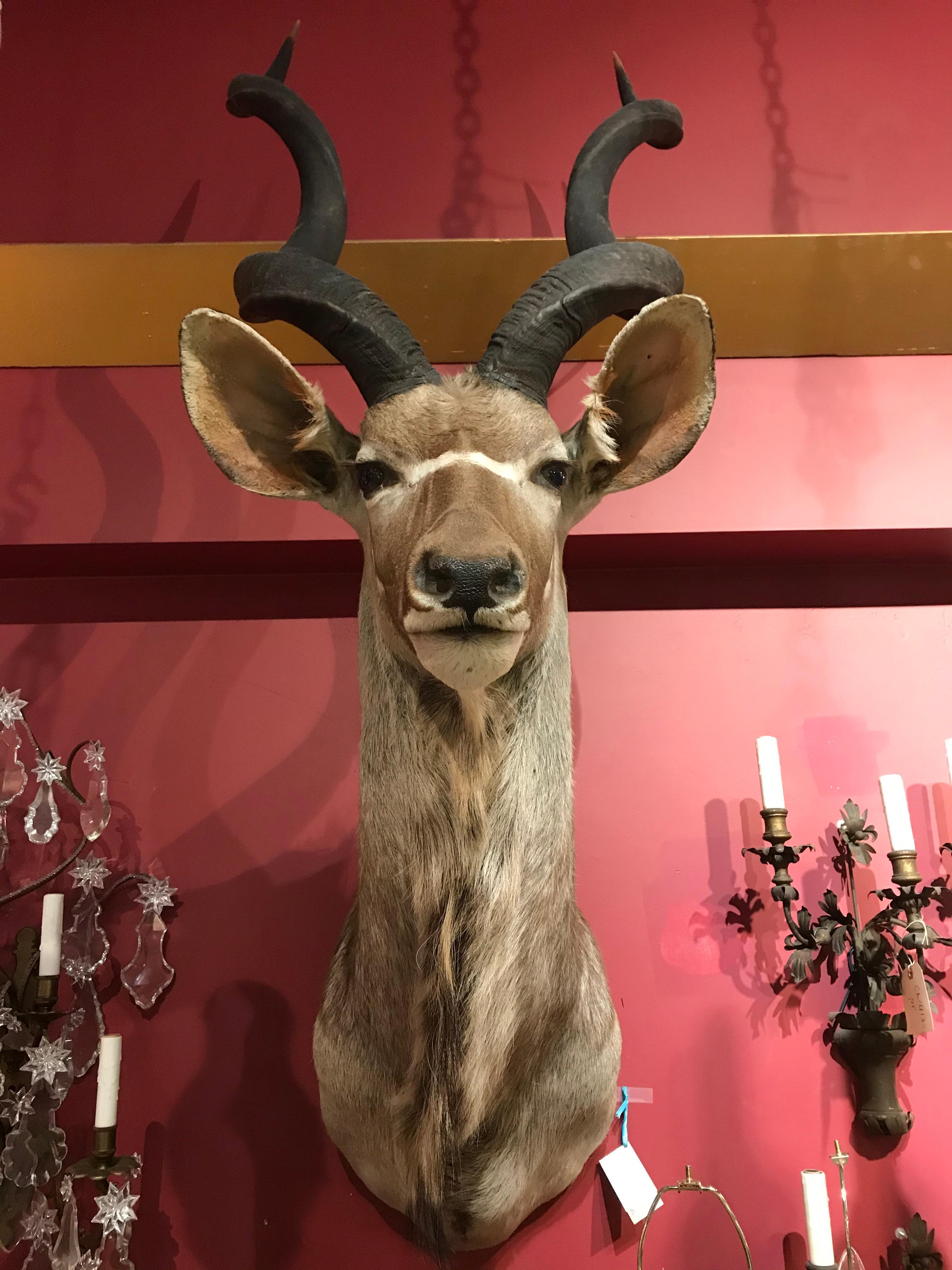 A superb taxidermy head of a greater kudo
Dimensions: Height 66