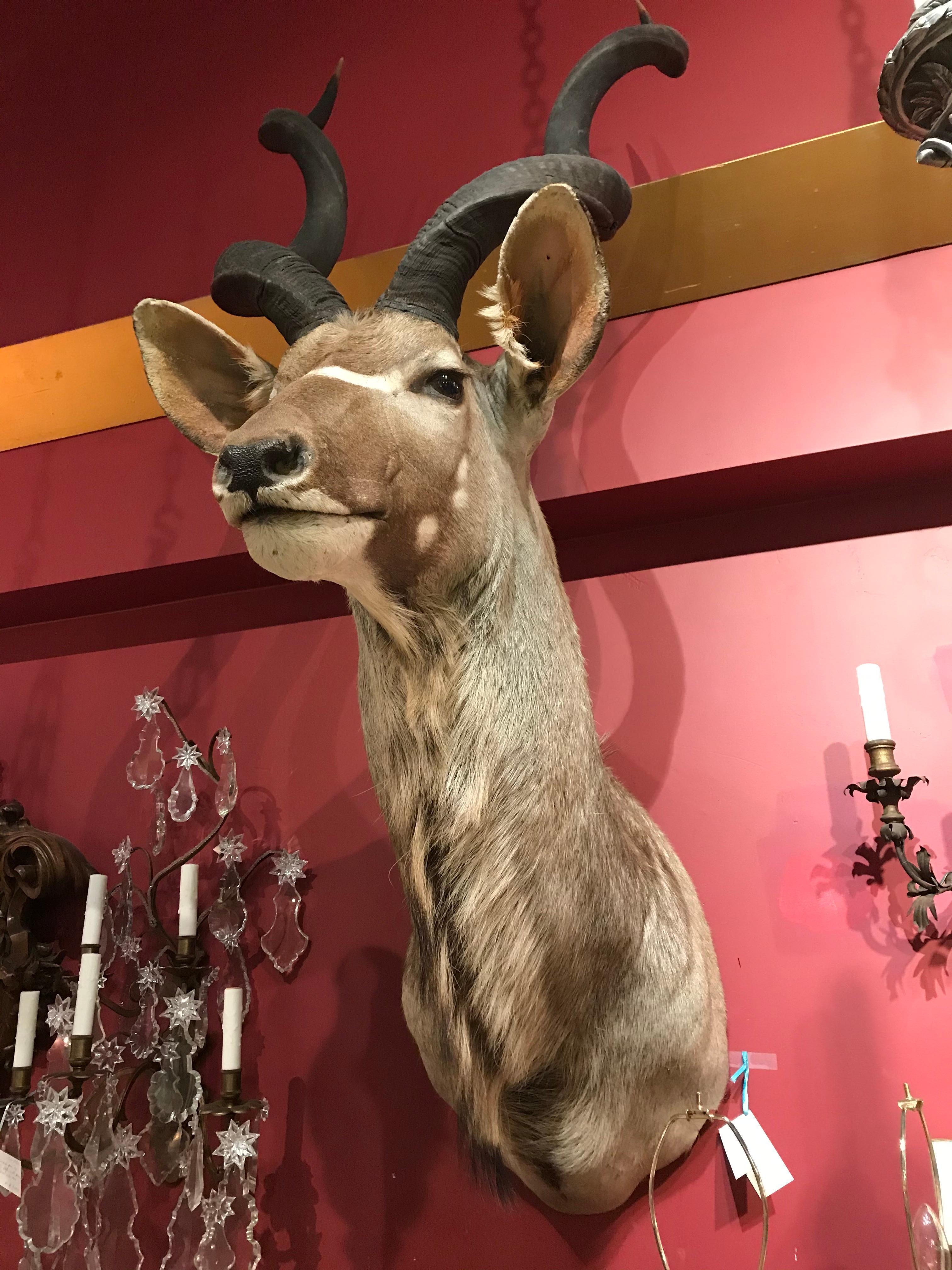 kudu head