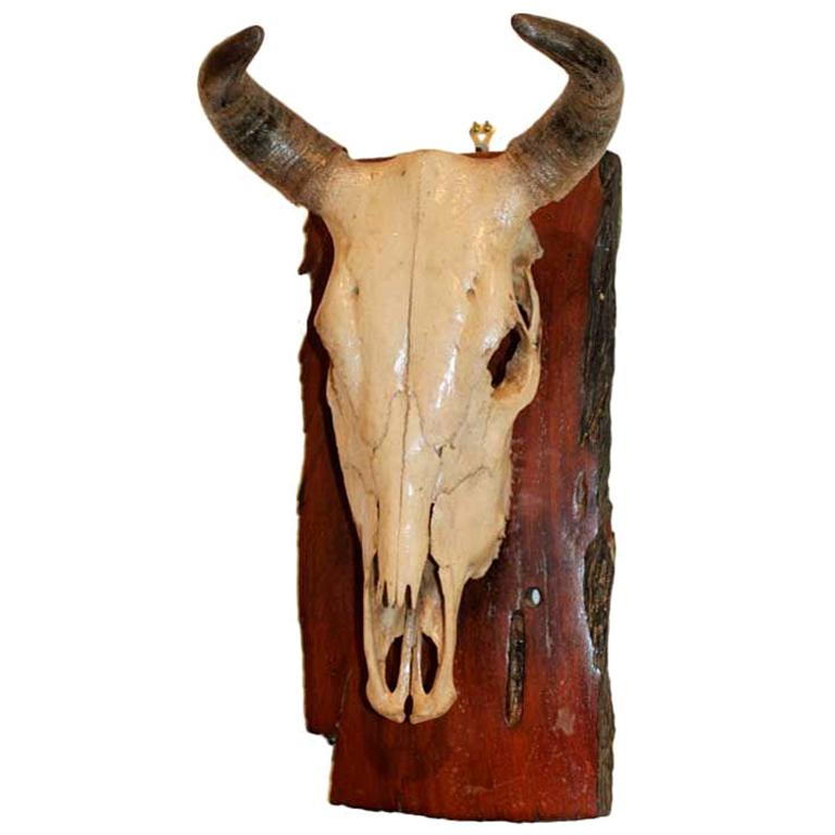 A Swedish Mounted Cow Scull