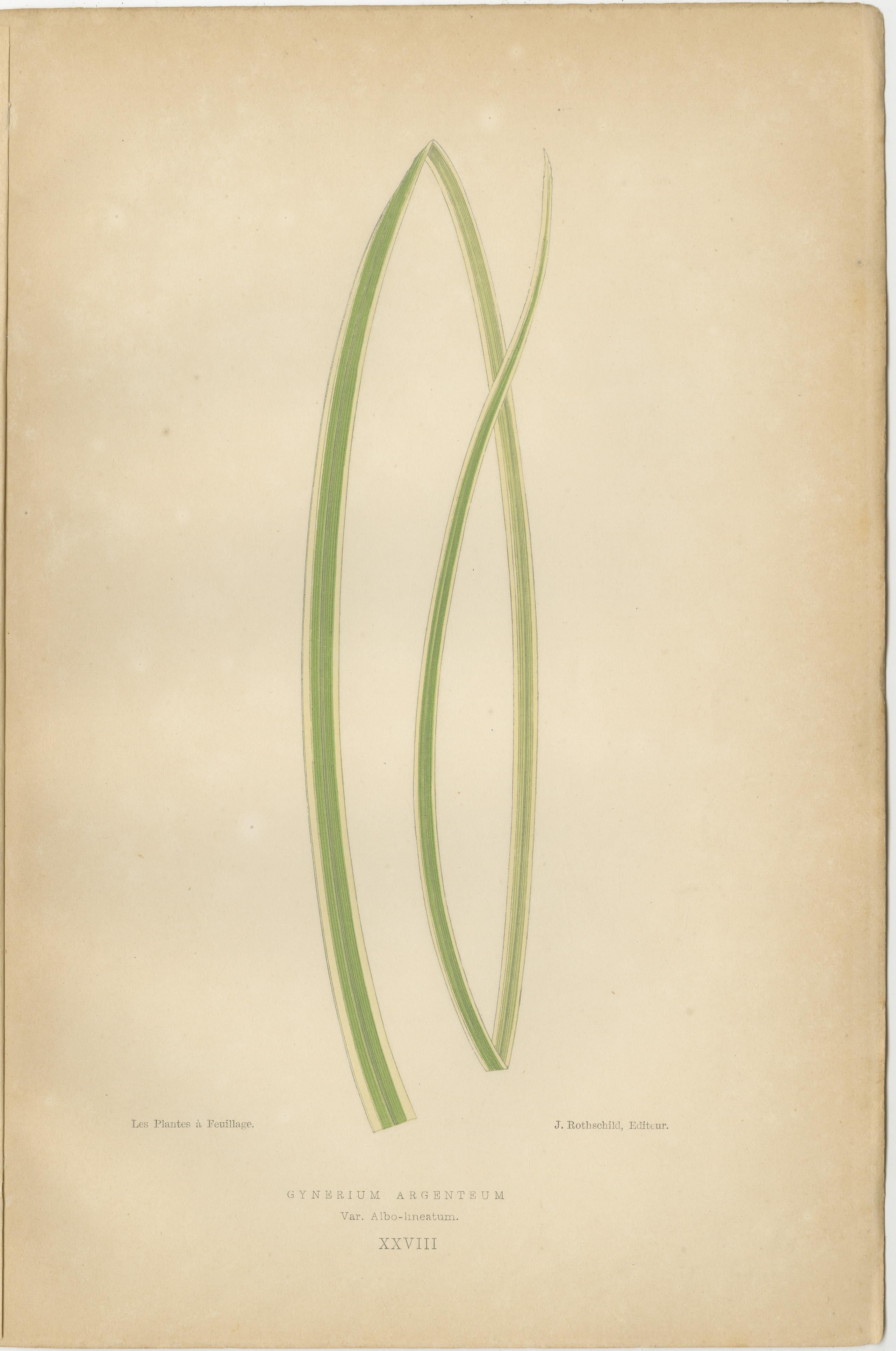 A Symphony of Botanical Elegance: 19th-Century Colored Foliage Illustrations In Good Condition For Sale In Langweer, NL