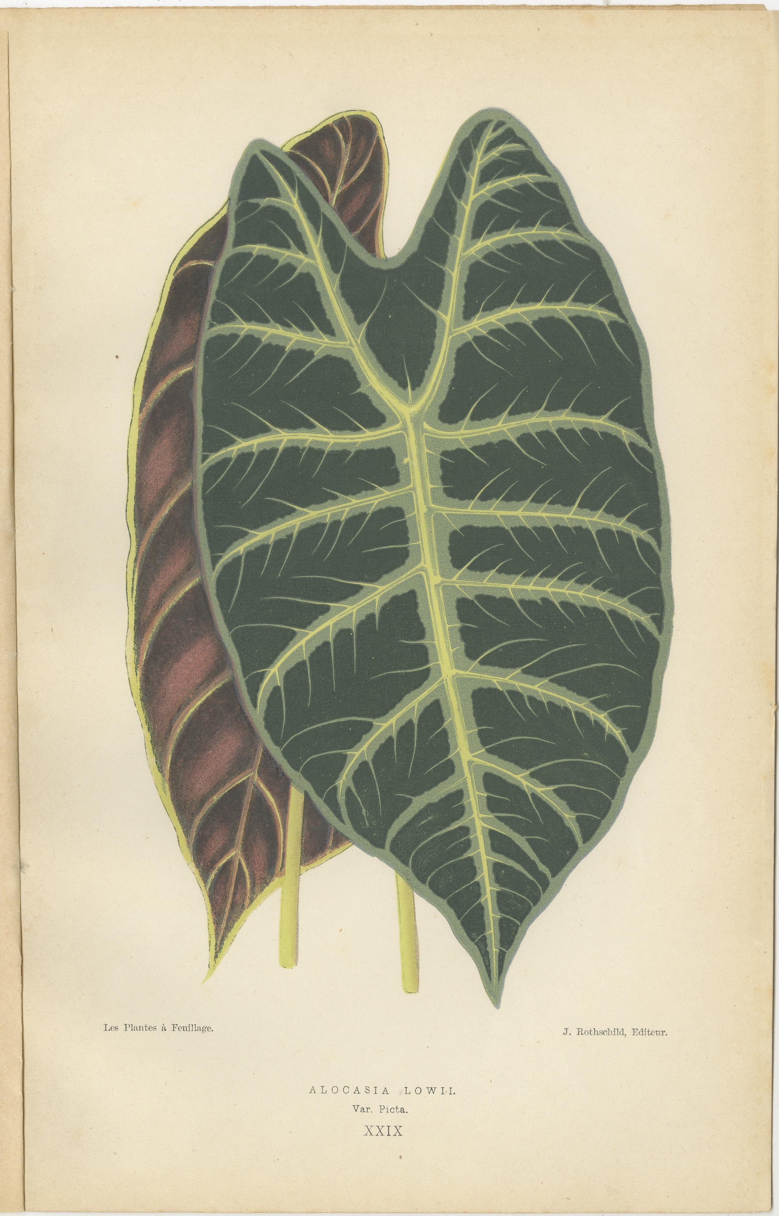 Late 19th Century A Symphony of Botanical Elegance: 19th-Century Colored Foliage Illustrations For Sale