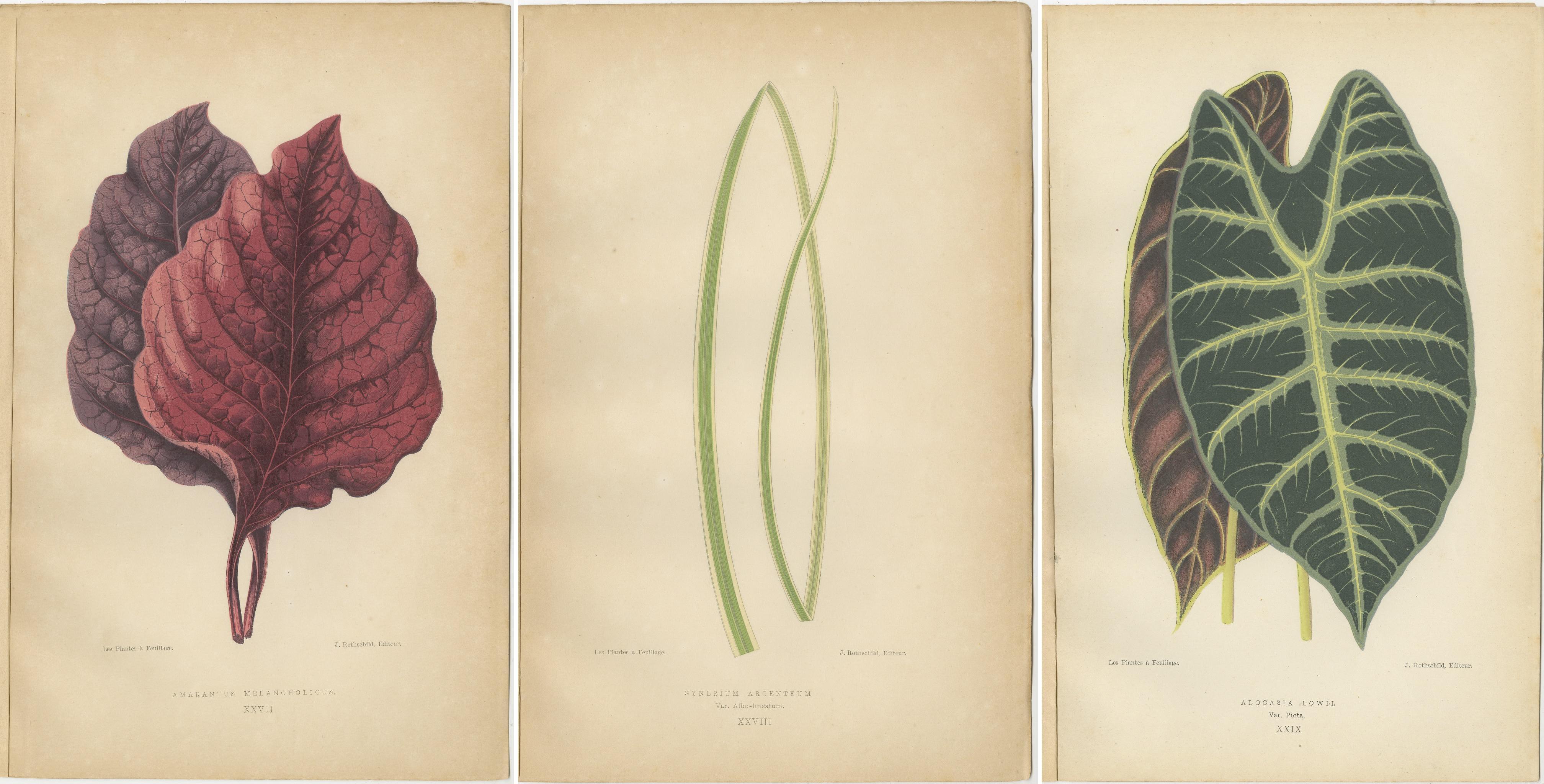 Paper A Symphony of Botanical Elegance: 19th-Century Colored Foliage Illustrations For Sale