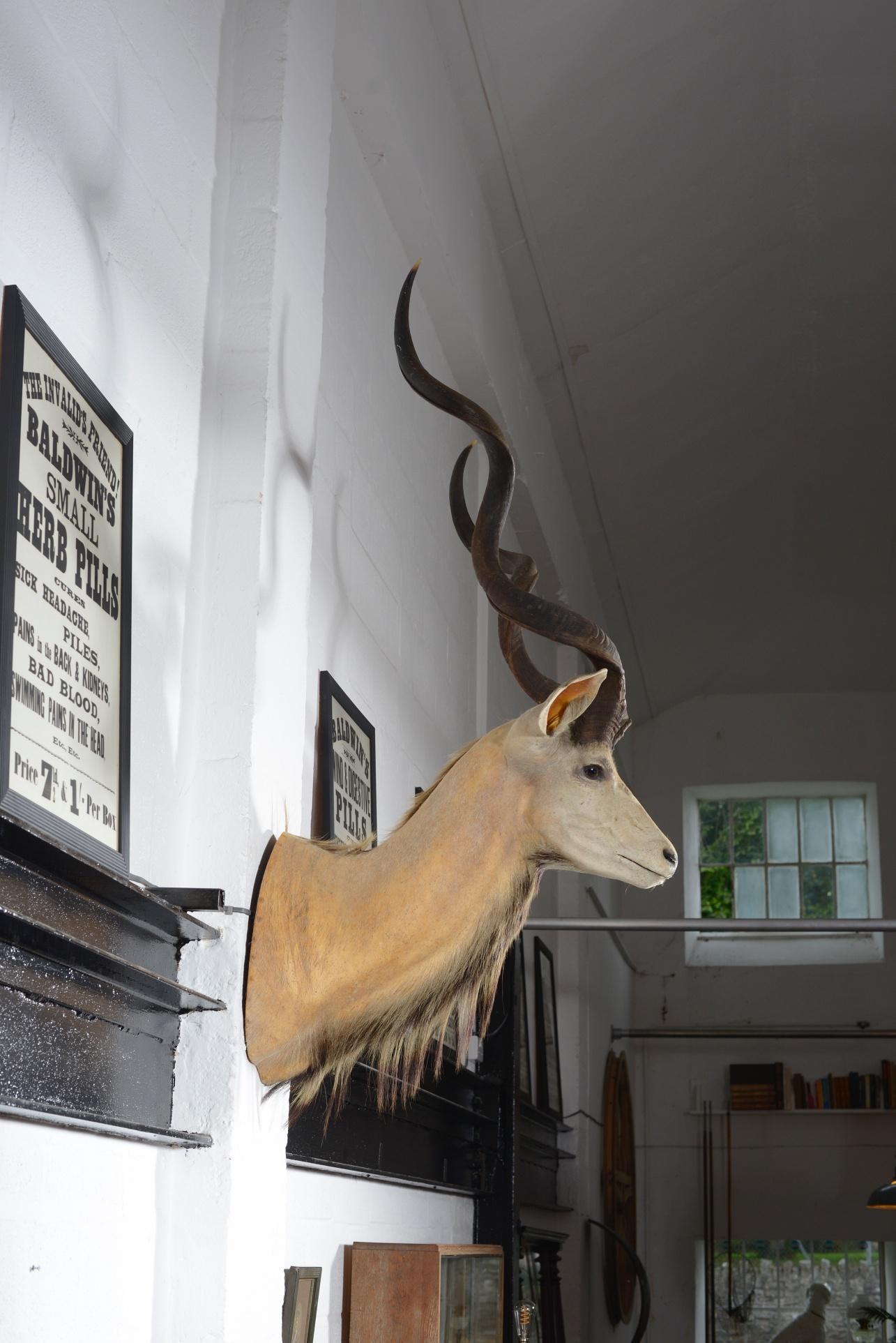 A large taxidermy Greater Kudu head mount, with a horn length of approx 43 inches (108 cm). 

A very well mounted and lifelike specimen, which makes a fantastic wall statement piece.