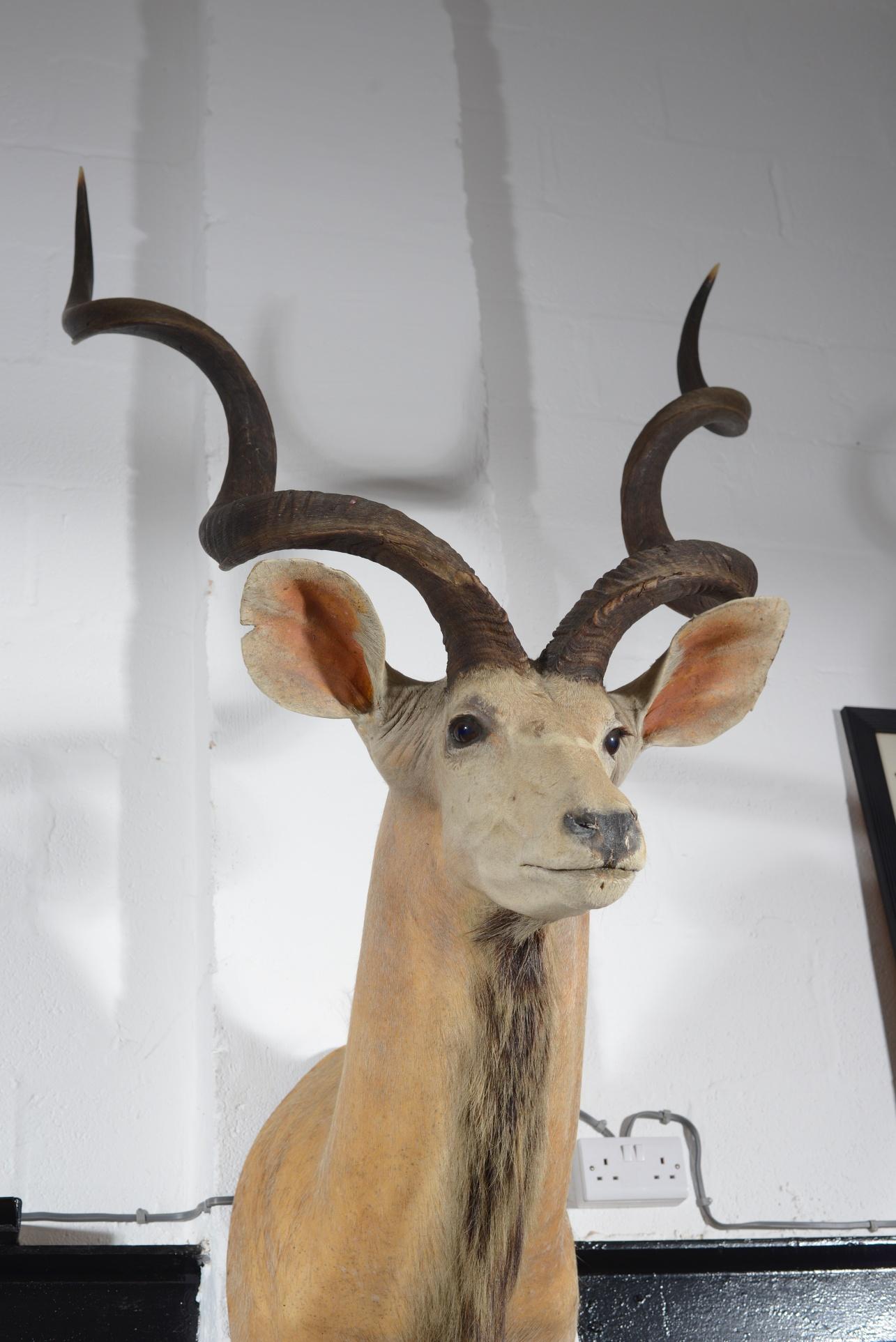 kudu mount