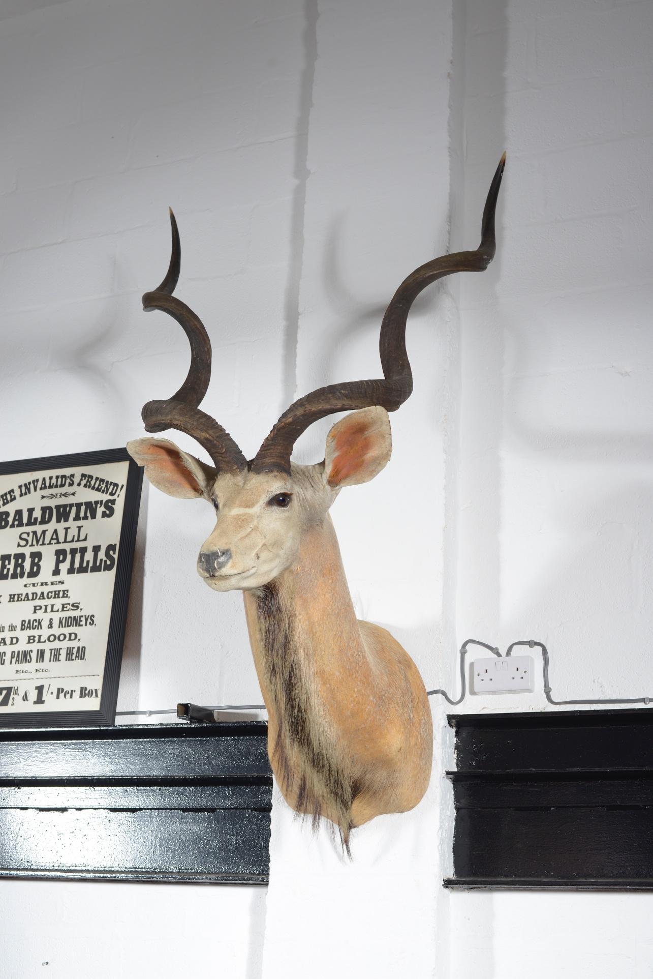 kudu shoulder mount