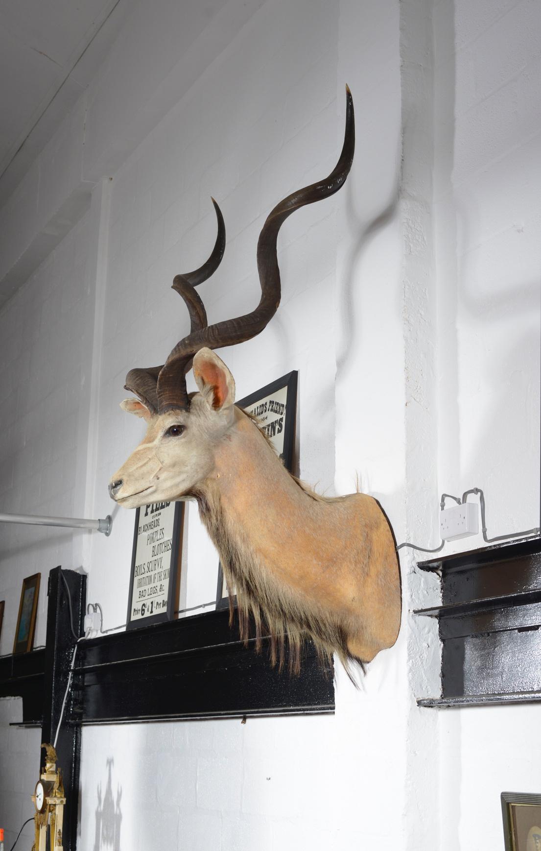 Tanzanian Taxidermy Greater Kudu Head, C.1990 For Sale