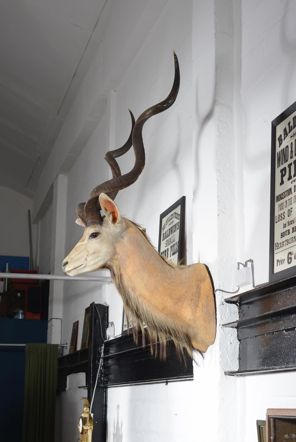 Hand-Crafted Taxidermy Greater Kudu Head, C.1990 For Sale