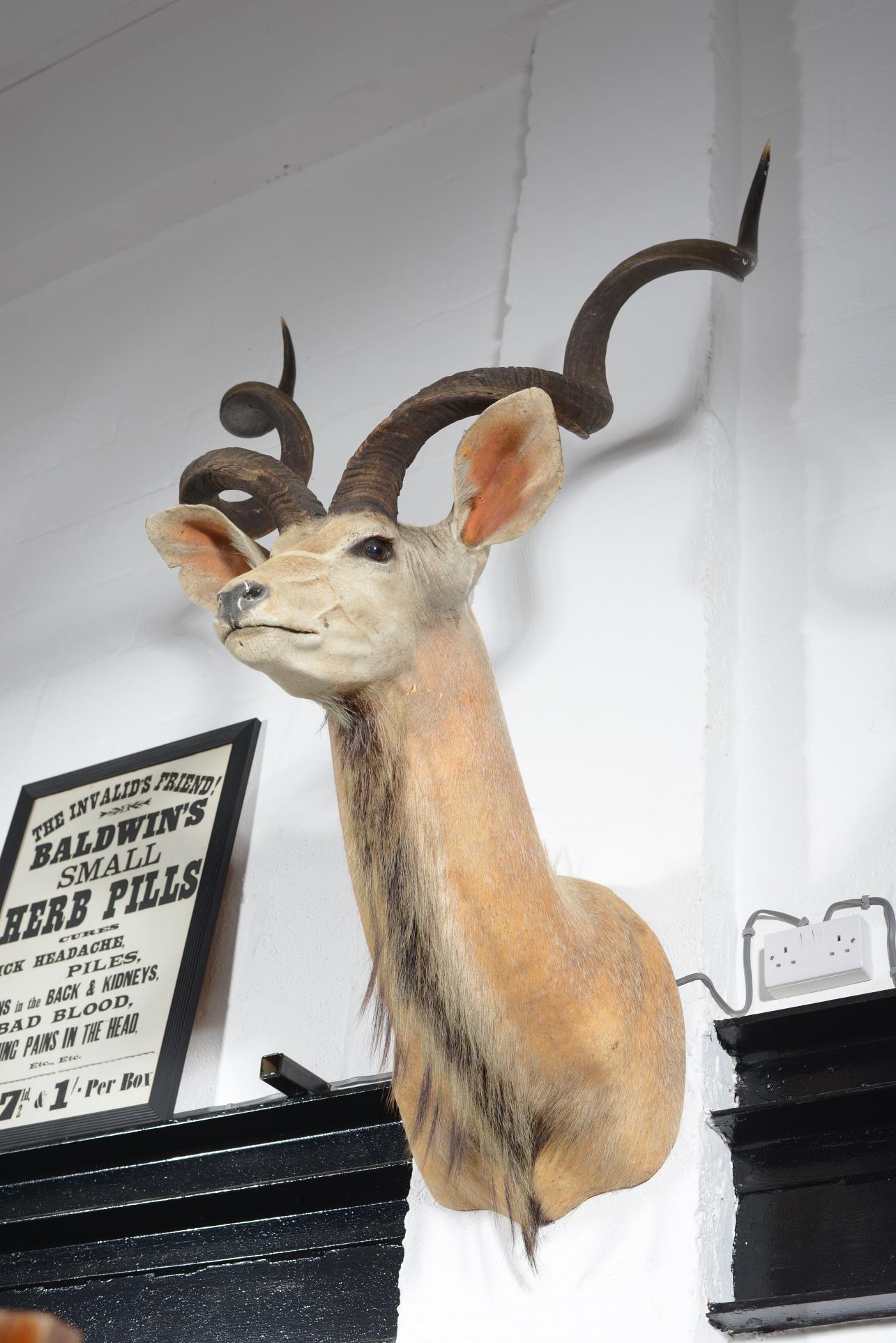 Taxidermy Greater Kudu Head, C.1990 In Good Condition For Sale In Sherborne, GB