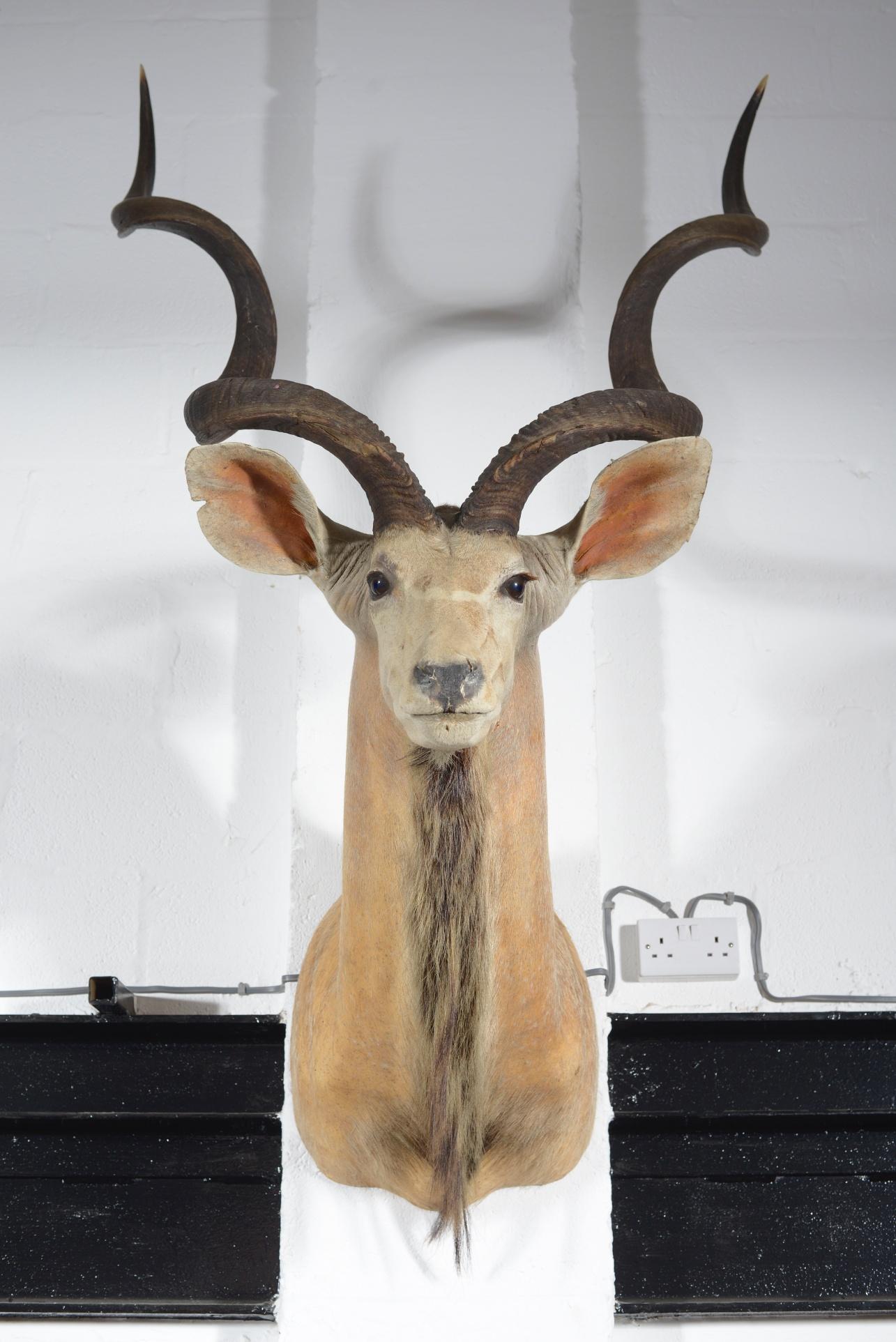 Late 20th Century Taxidermy Greater Kudu Head, C.1990 For Sale