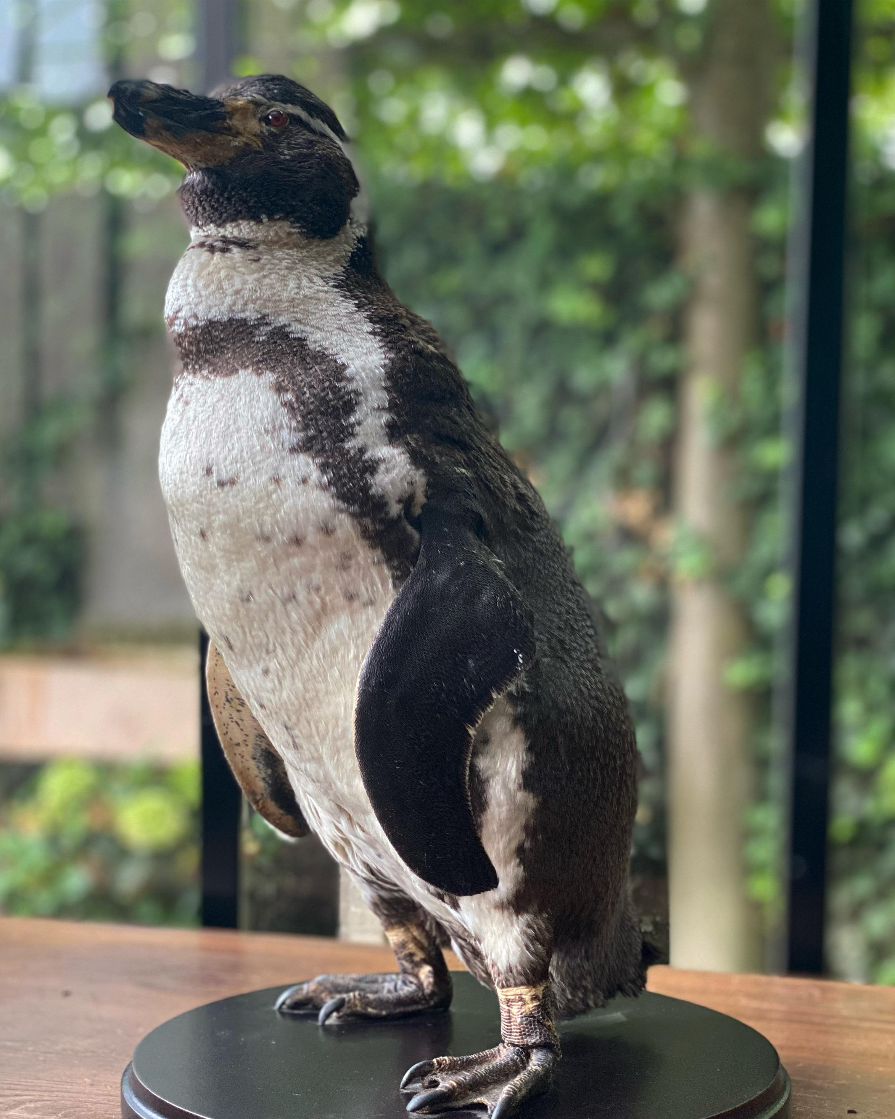 A taxidermy Humboldt Pinguin For Sale 5