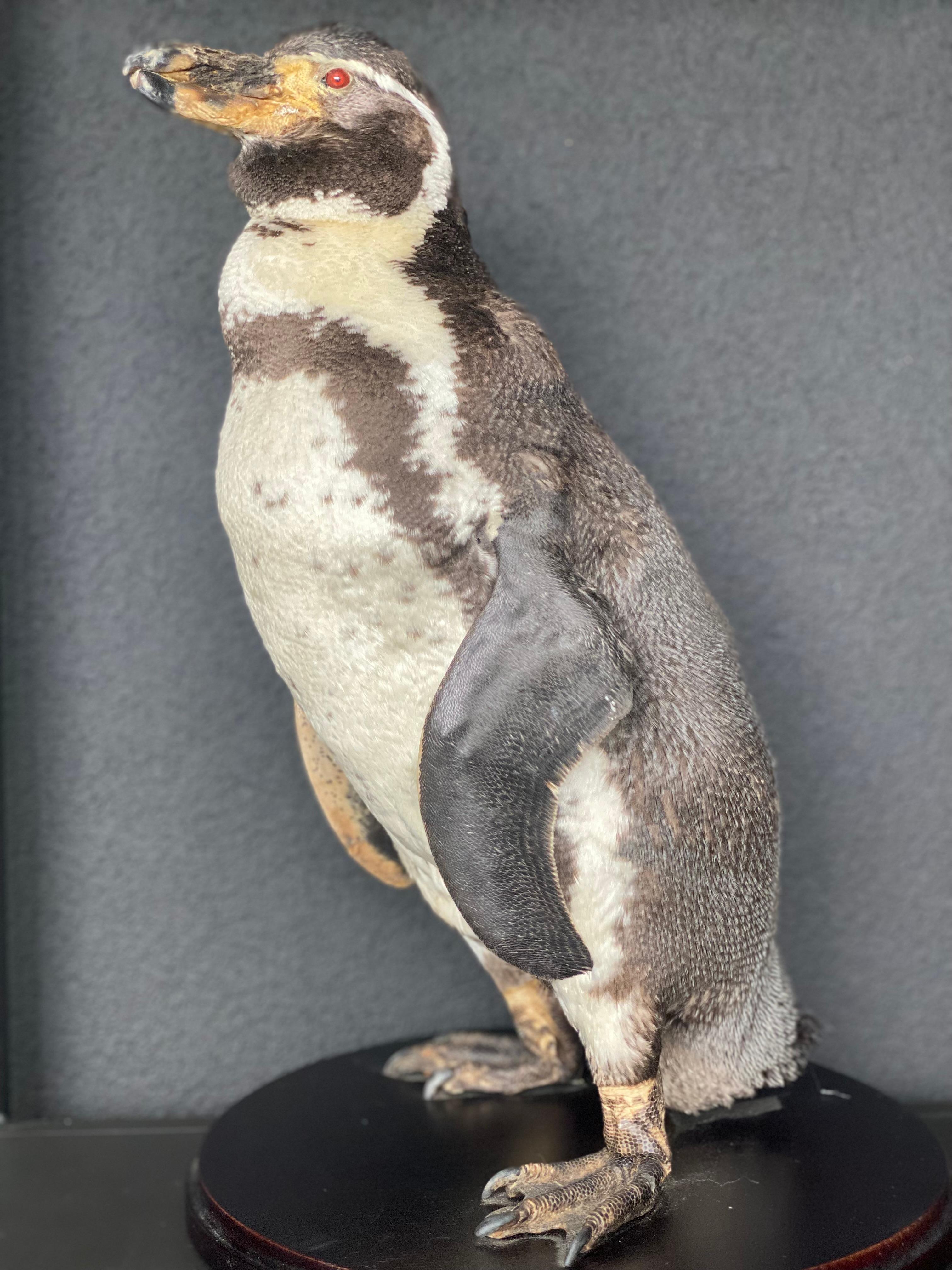 An exceptional Taxidermy of an Humboldt Pinguin,
who lives at the coasts of Peru and Chile,
there are now living between 32;000 and 35,000 species in the wild,
very good quality Taxidermy and in a very good condition,
highly decorative piece,
there