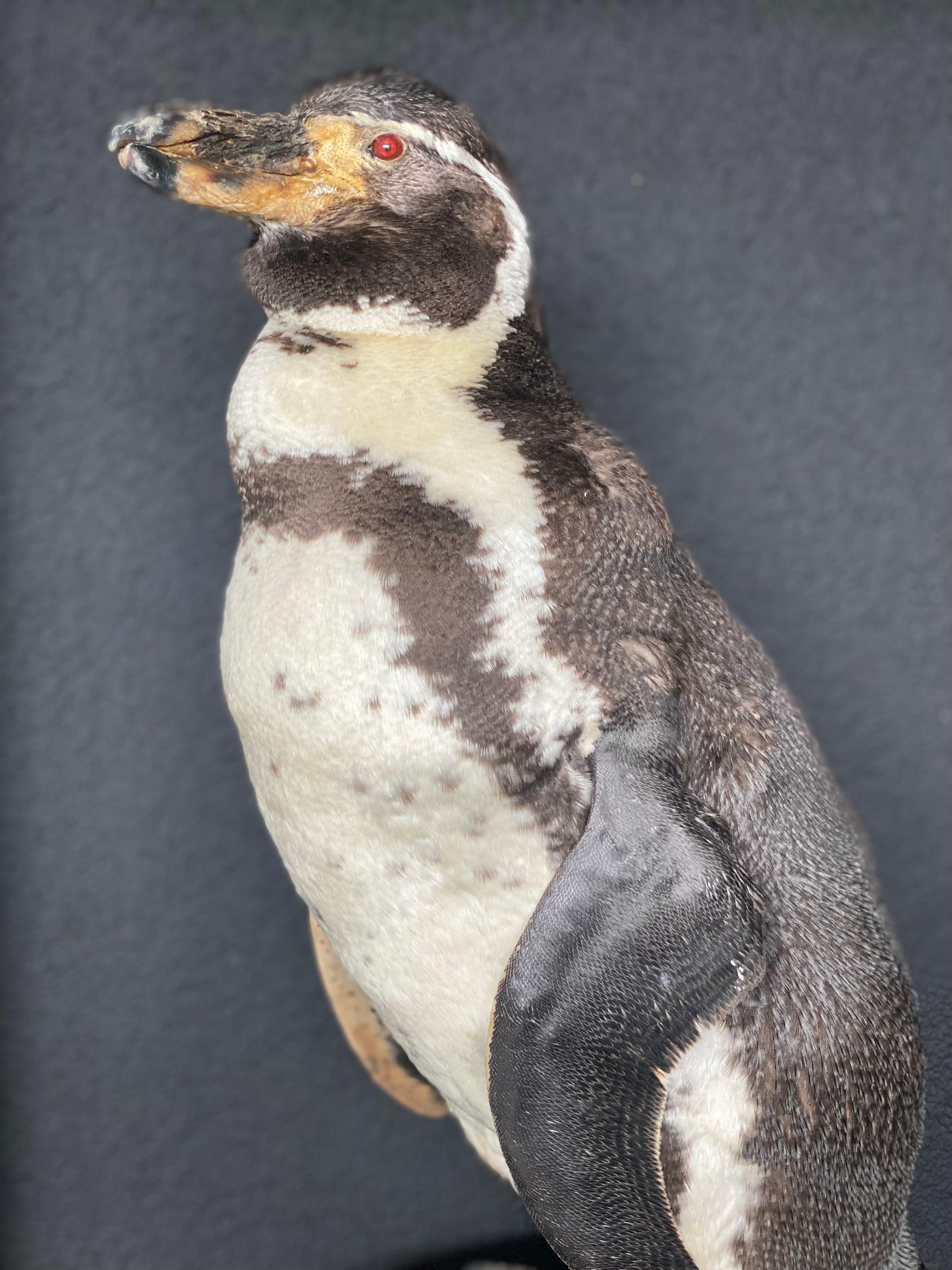 A taxidermy Humboldt Pinguin In Good Condition For Sale In Schellebelle, BE