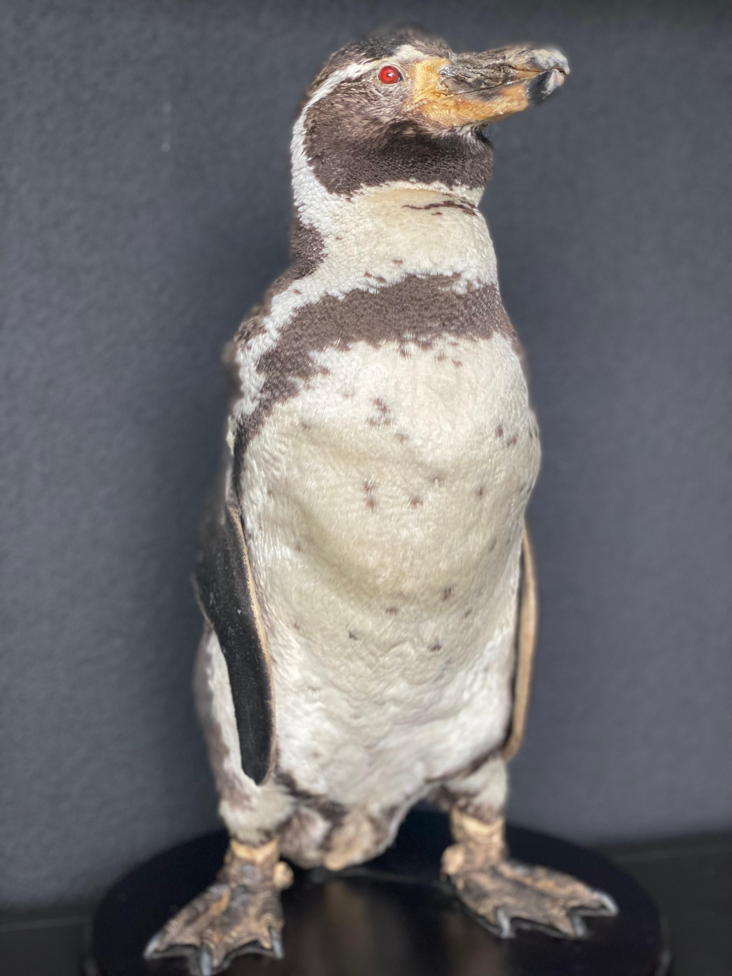 Contemporary A taxidermy Humboldt Pinguin For Sale