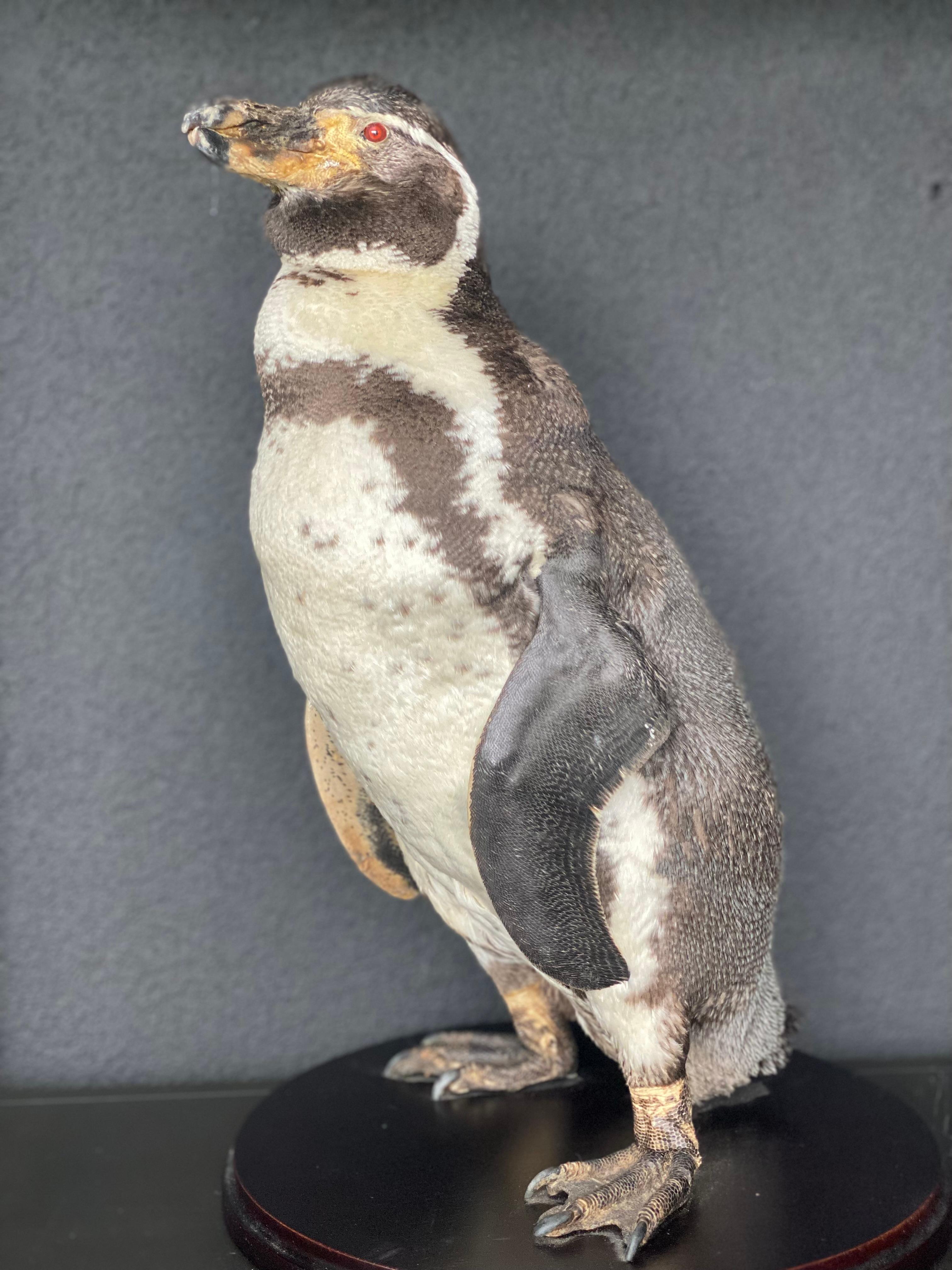 A taxidermy Humboldt Pinguin For Sale 1