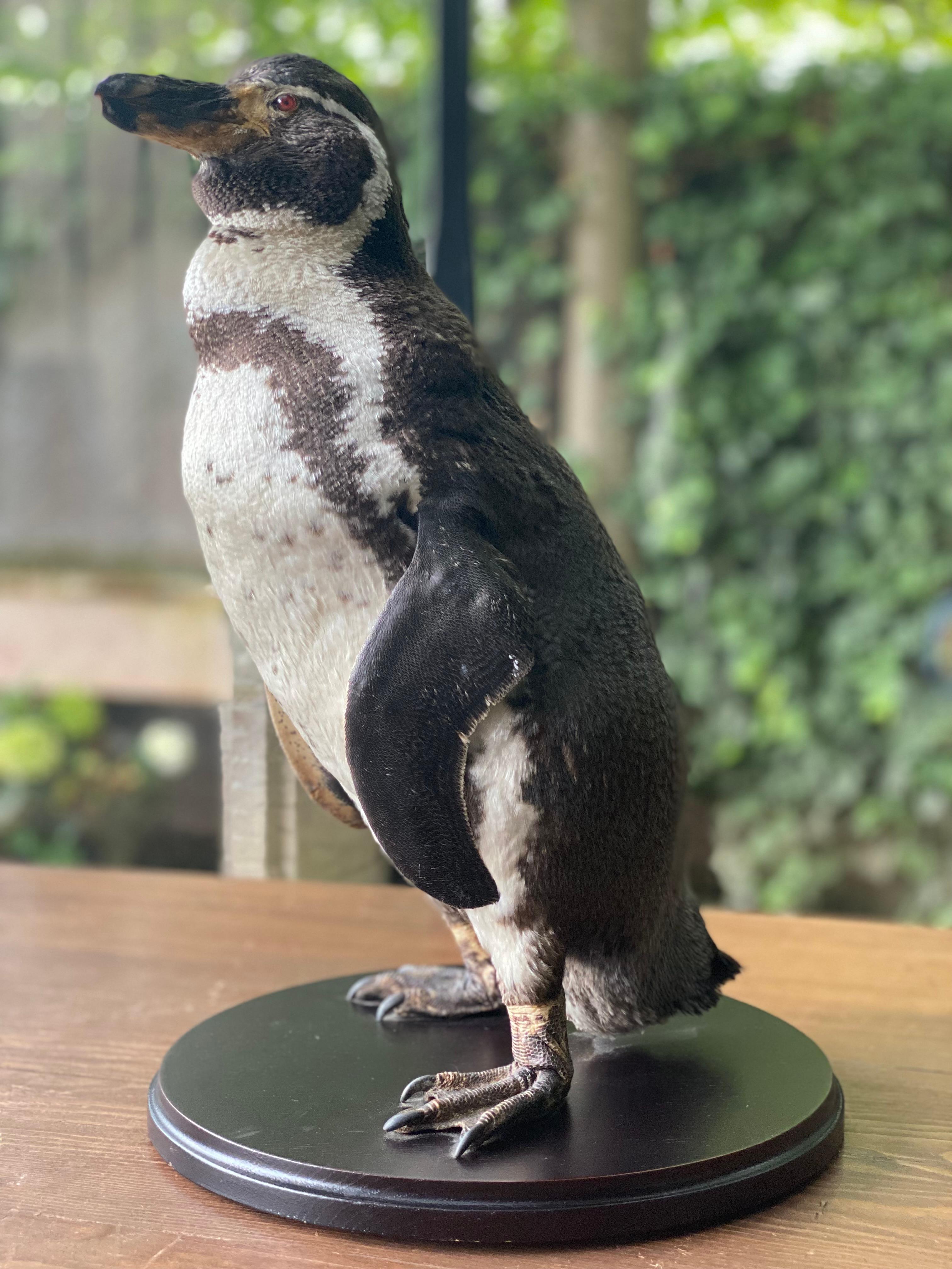 A taxidermy Humboldt Pinguin For Sale 2