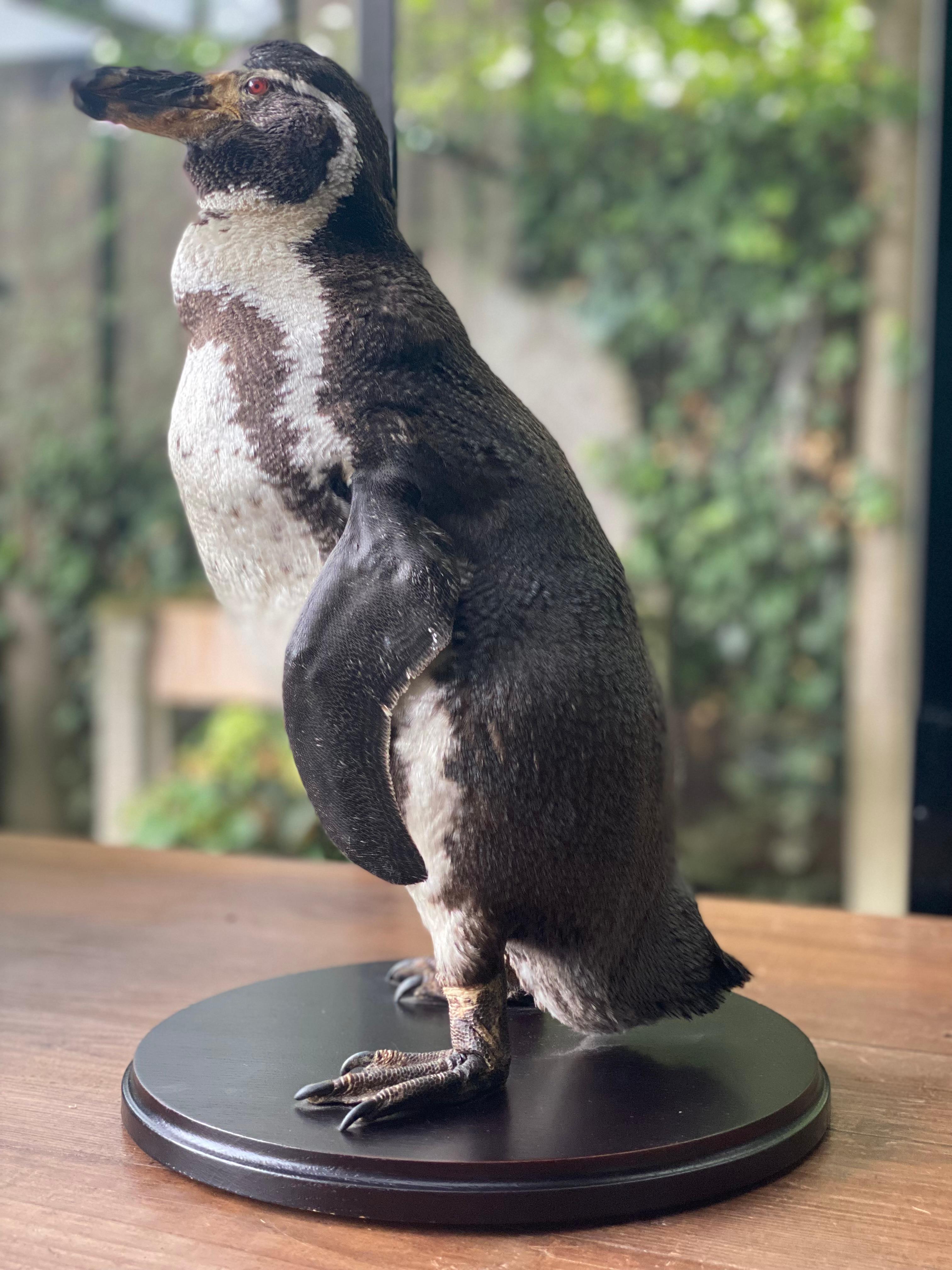 A taxidermy Humboldt Pinguin For Sale 3