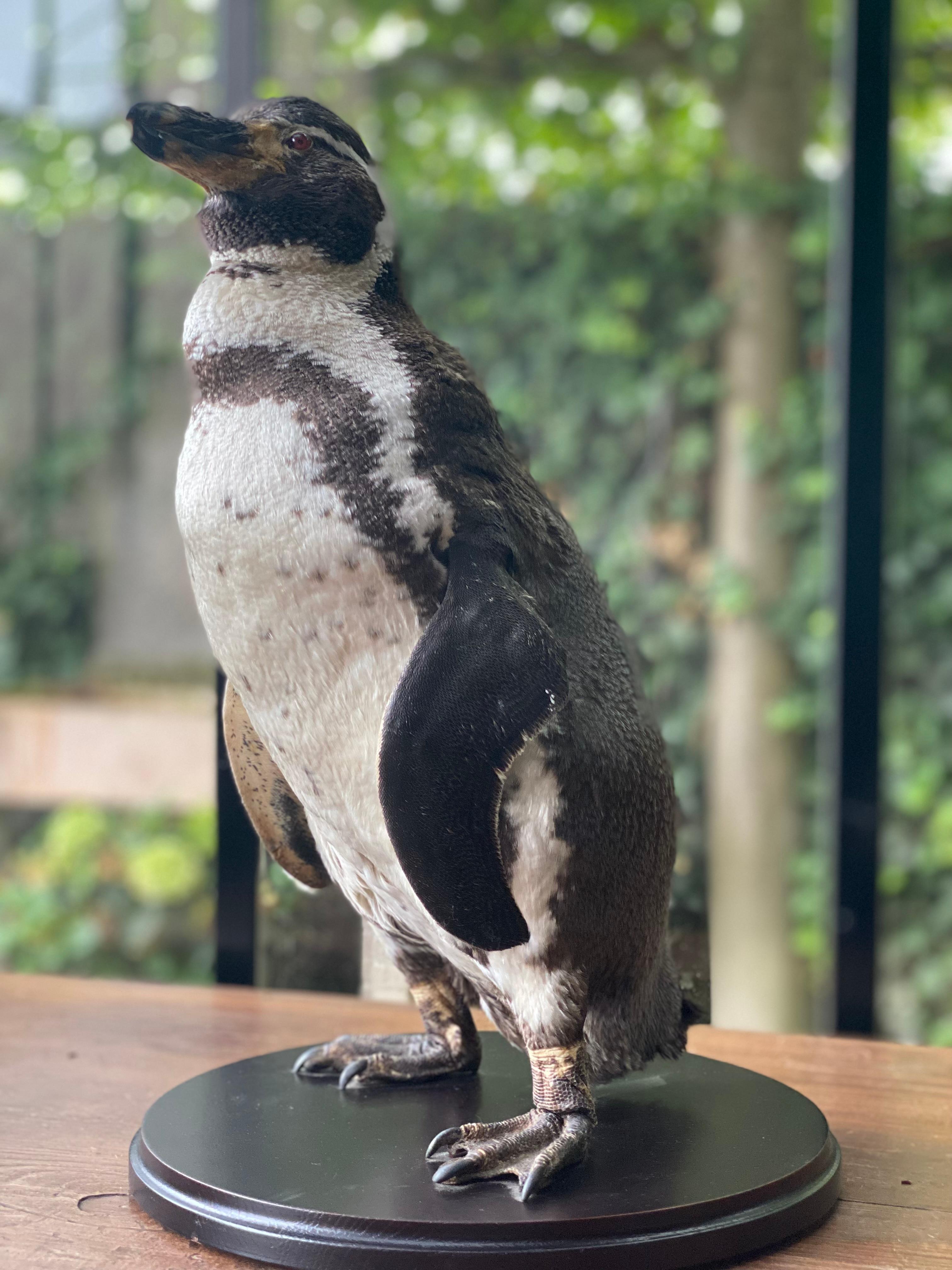 A taxidermy Humboldt Pinguin For Sale 4
