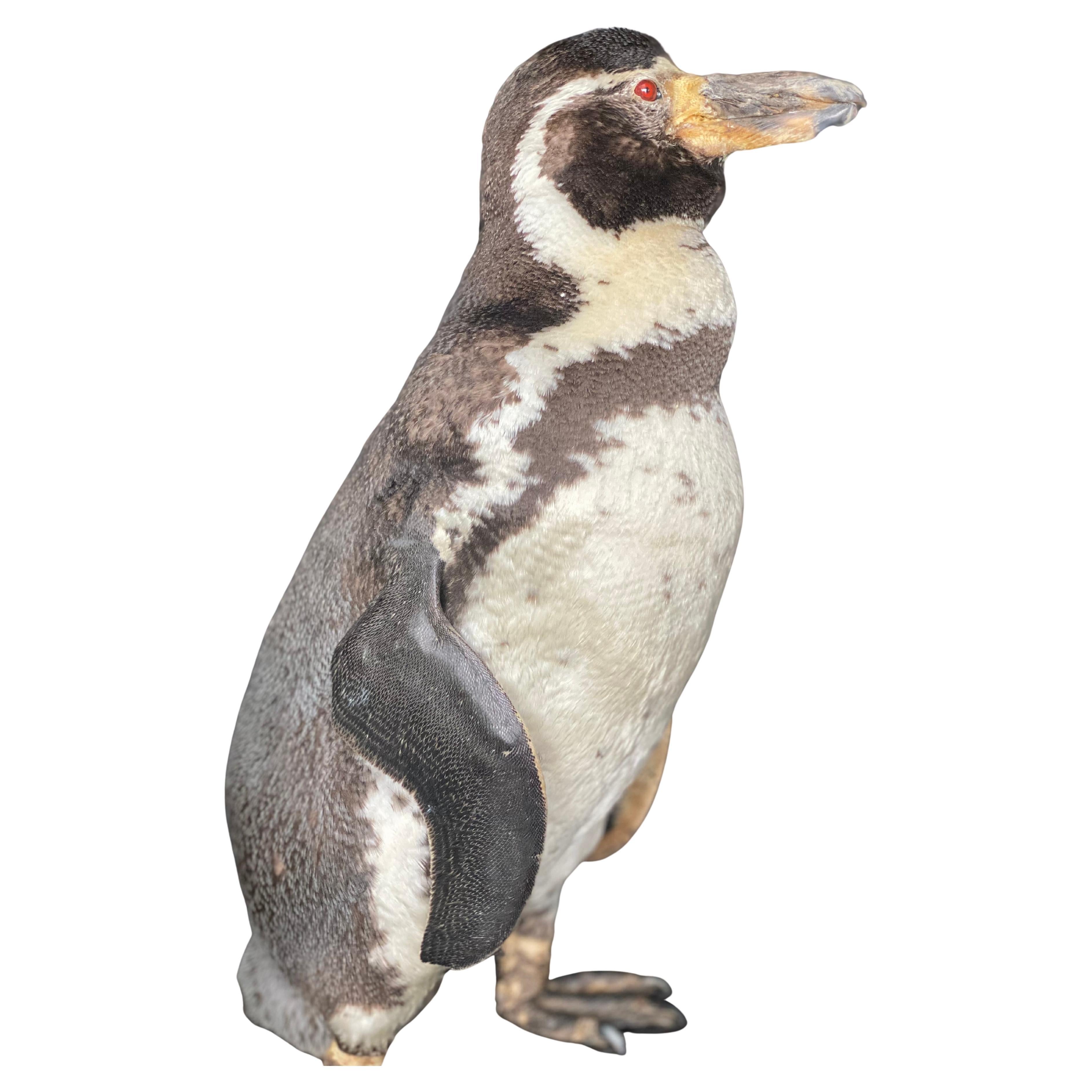 A taxidermy Humboldt Pinguin