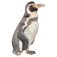 Un pingüino de Humboldt taxidermizado